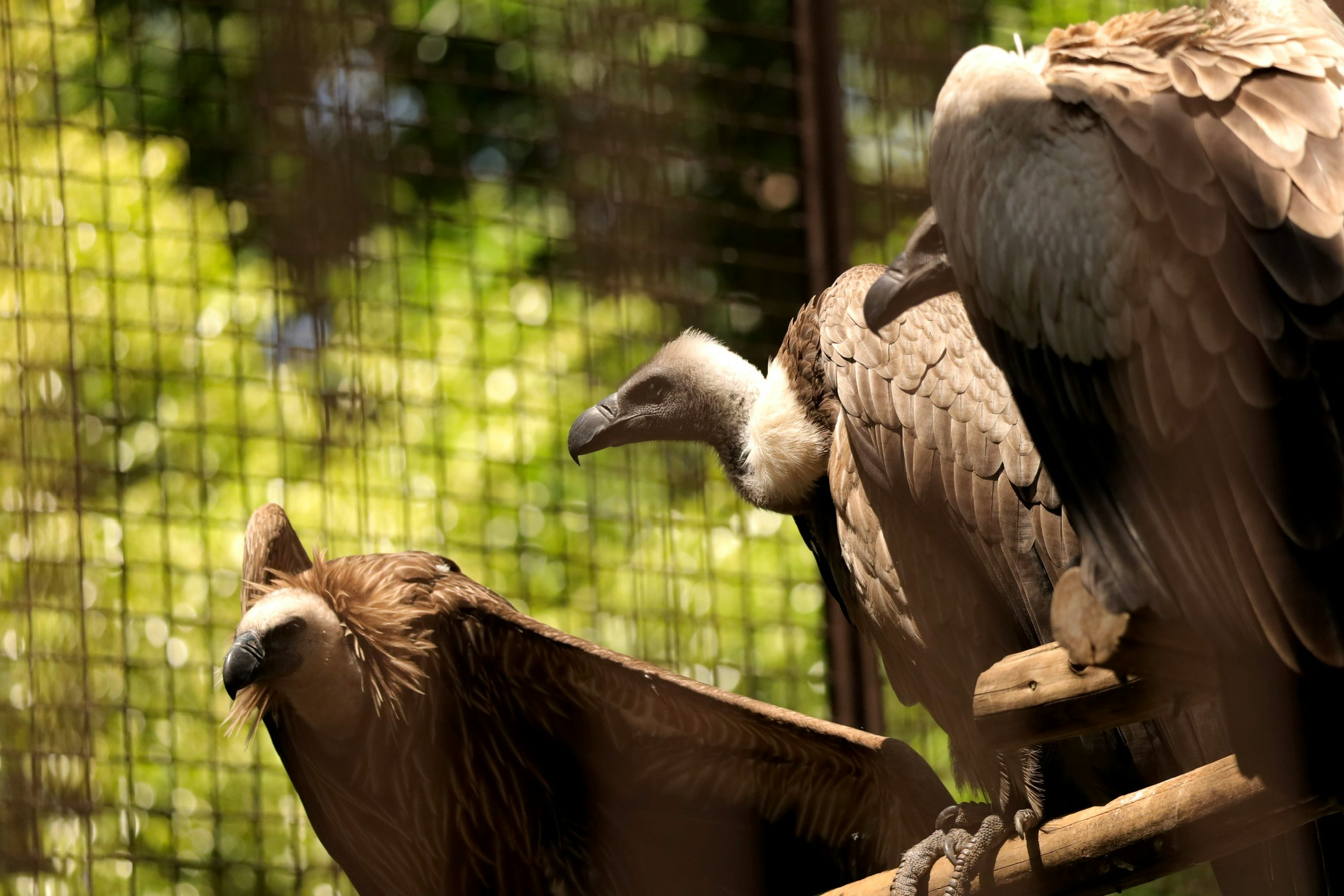 檻の中のカラスと鳥の群れの観察