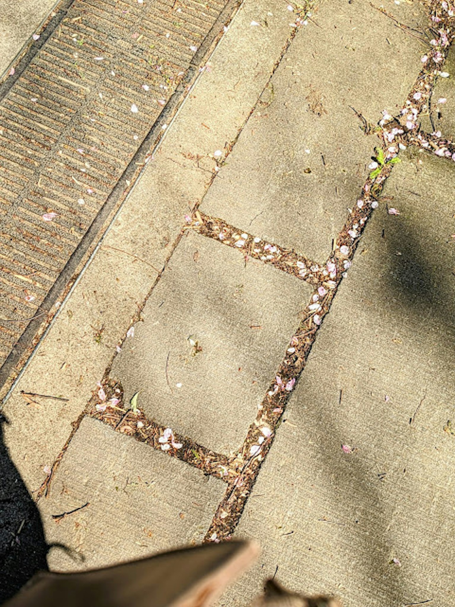 Paved path with scattered flower petals and leaves