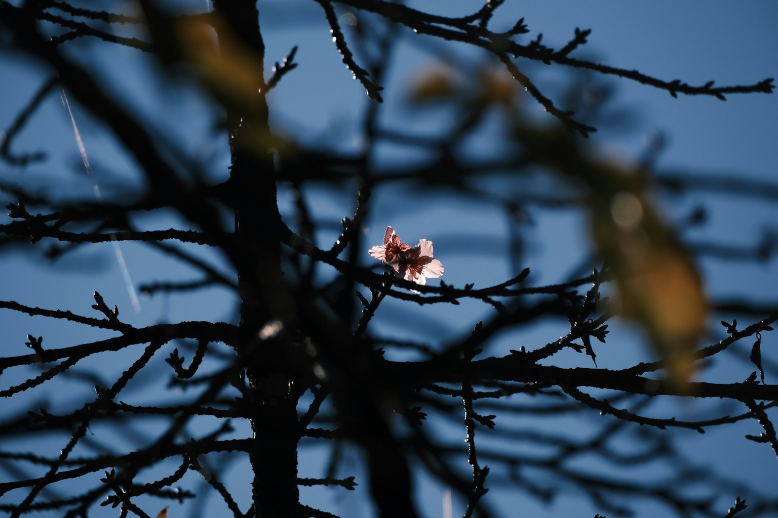 Flores de cerezo visibles en ramas delgadas contra un cielo azul