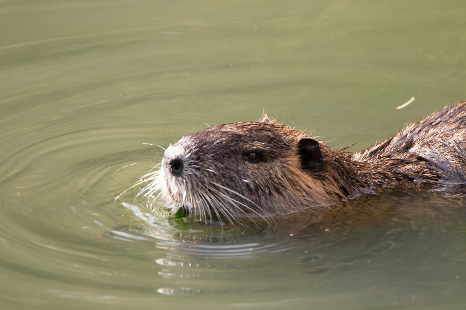 Nahaufnahme des Gesichts eines Biber, teilweise im Wasser, mit einem grünen Blatt im Mund