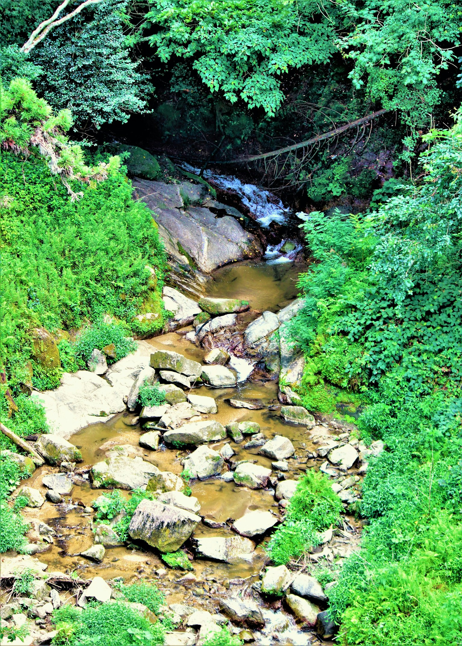 Un ruisseau coulant entre des rochers entouré d'une végétation luxuriante
