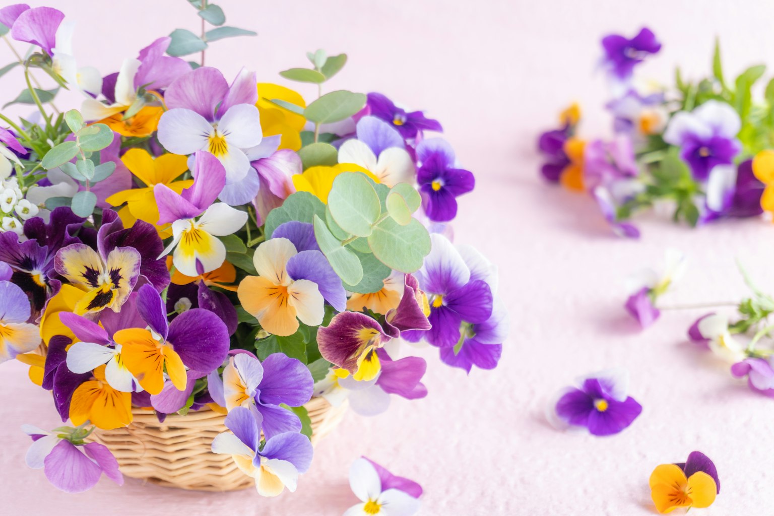 Bouquet colorato di viole del pensiero in un cesto con fiori sparsi