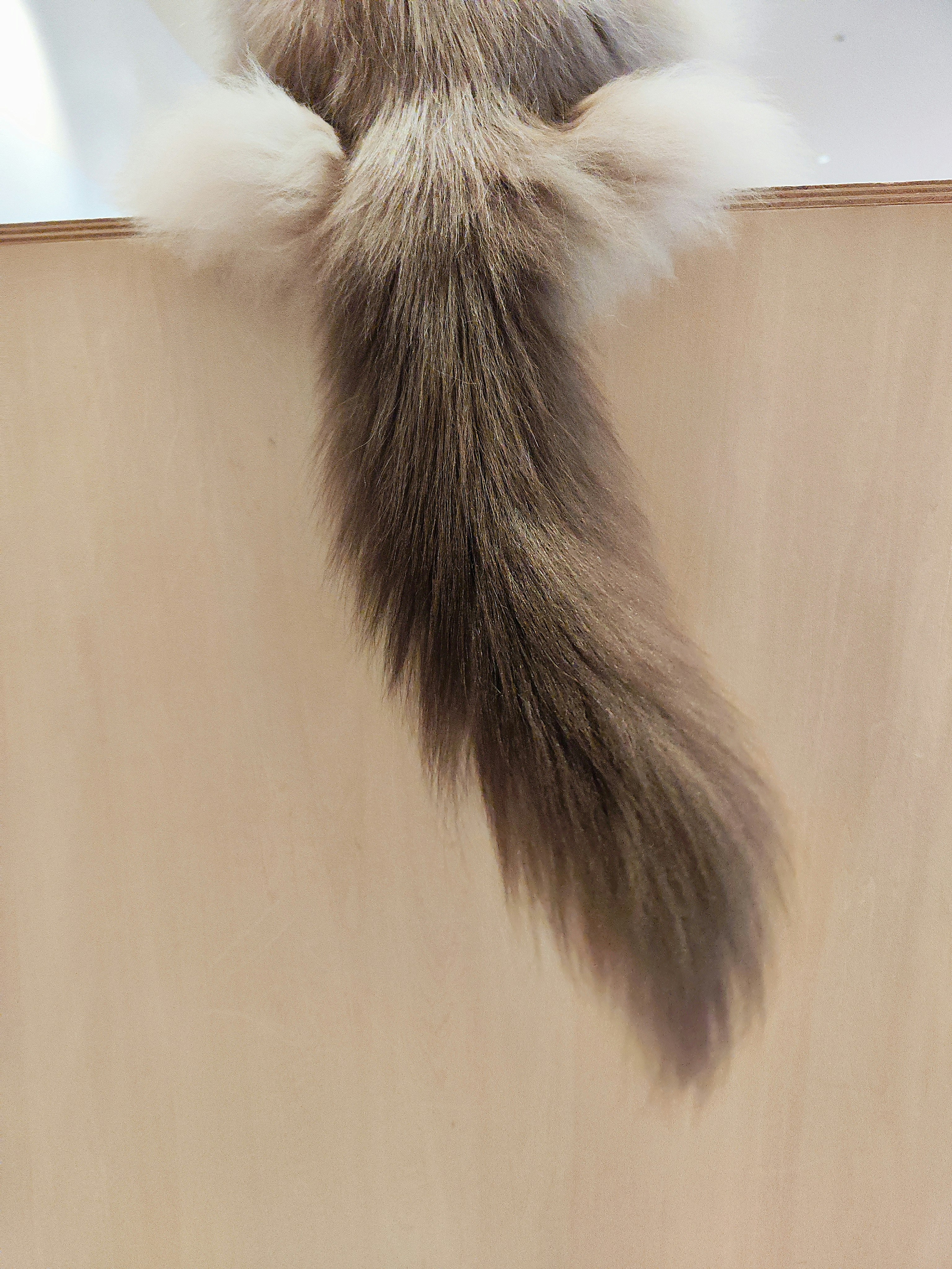 Nahaufnahme einer langhaarigen Katze, die sich an eine Wand schmiegt
