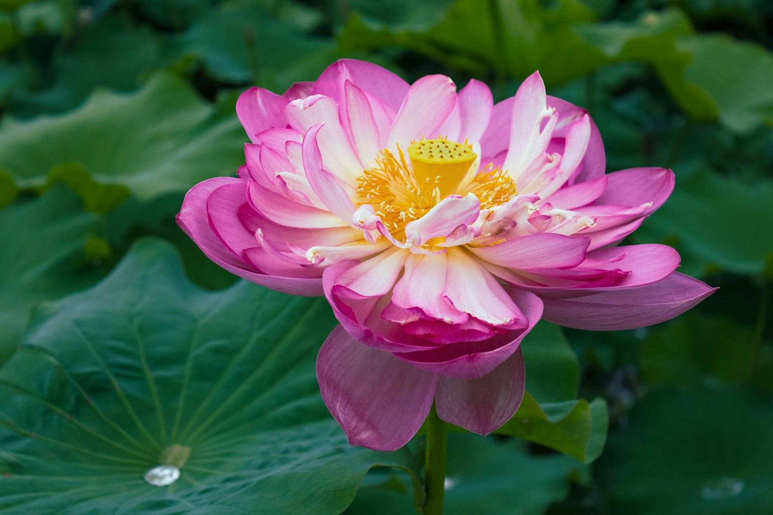 아름다운 분홍색 연꽃이 초록색 잎 위에서 피어 있다