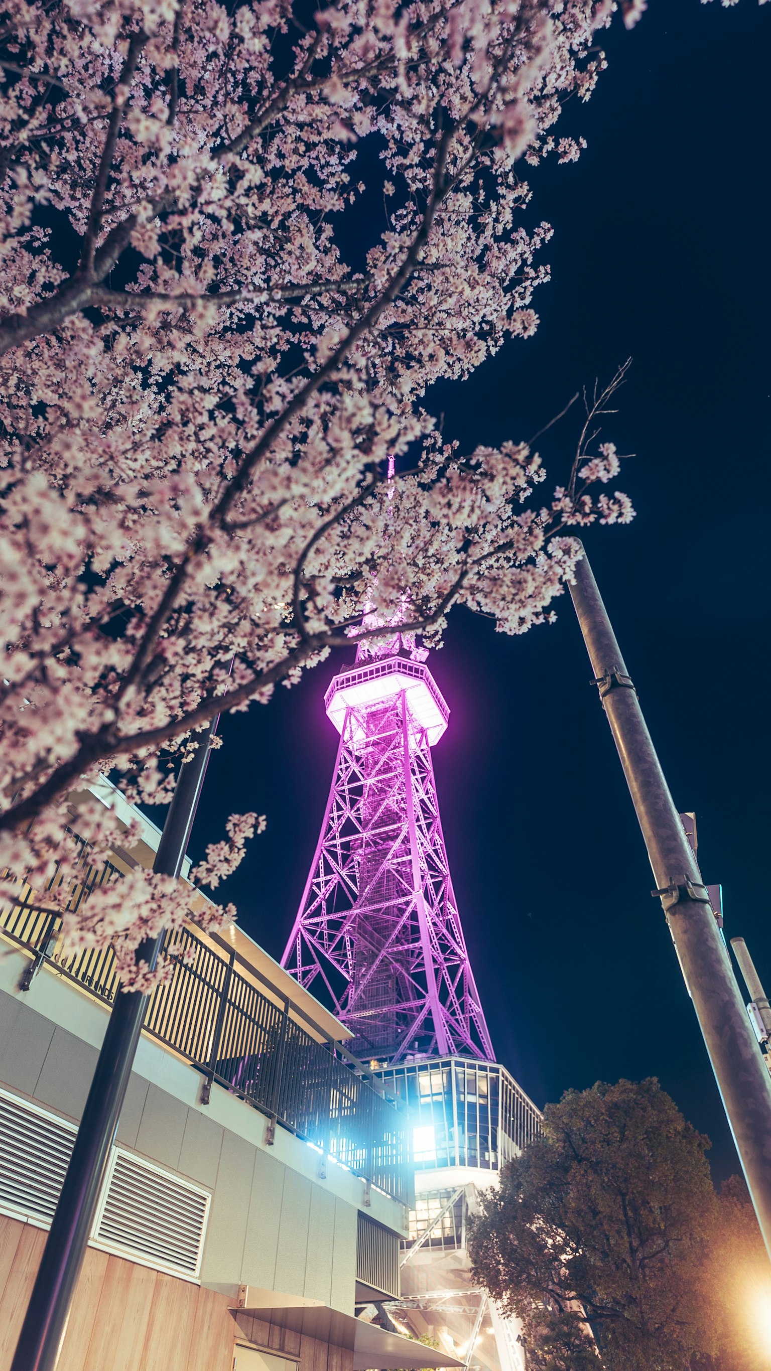 ดอกซากุระในตอนกลางคืนพร้อมกับหอคอยที่มีแสงสีชมพู