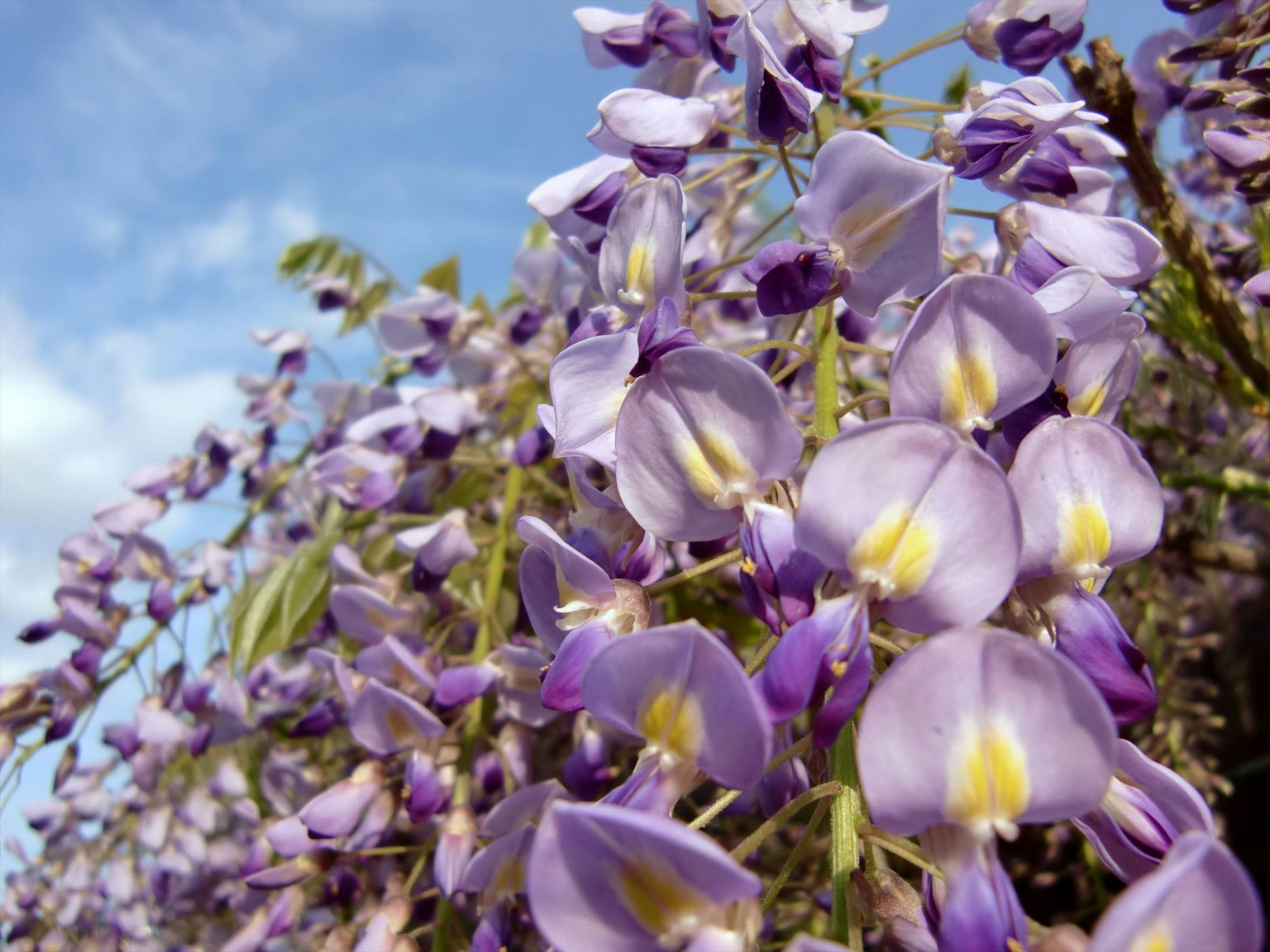 Fiori viola delicati che sbocciano verso il cielo