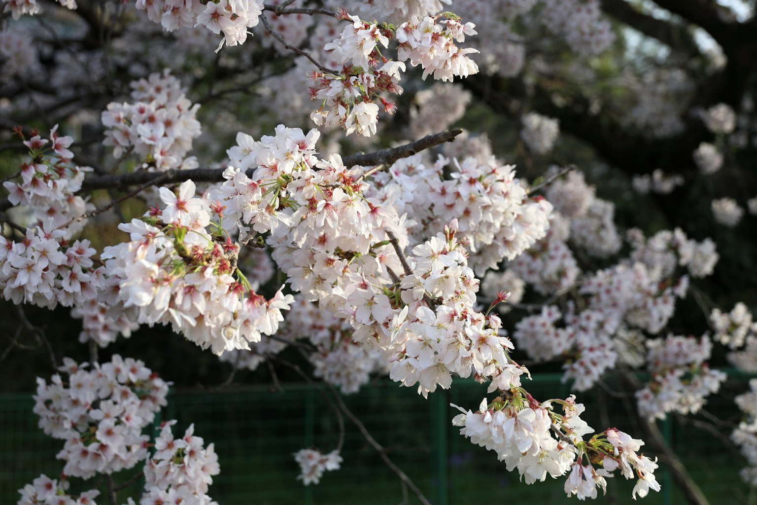 Primo piano di rami di ciliegio in fiore