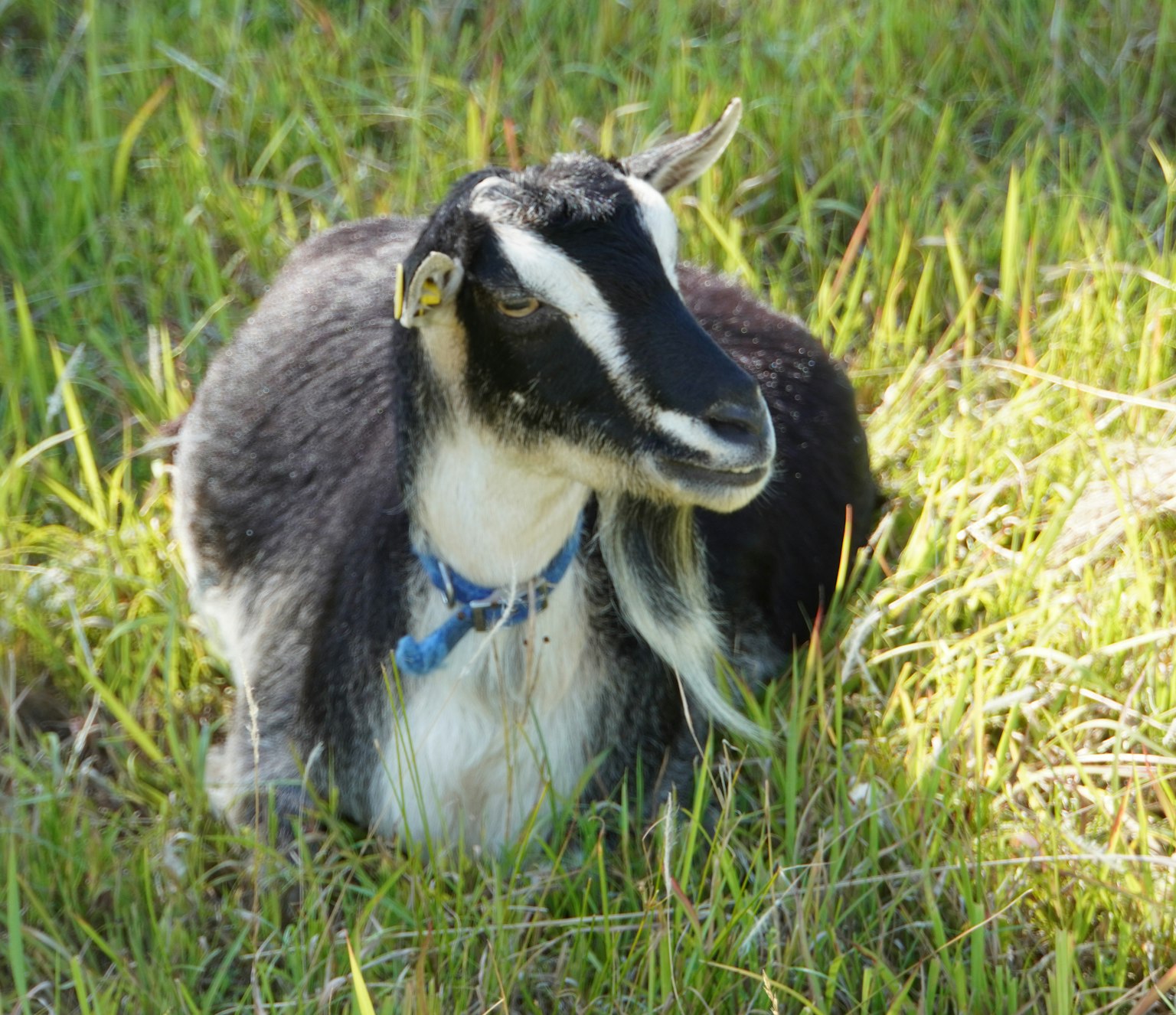 Black goat kid lying in the grass