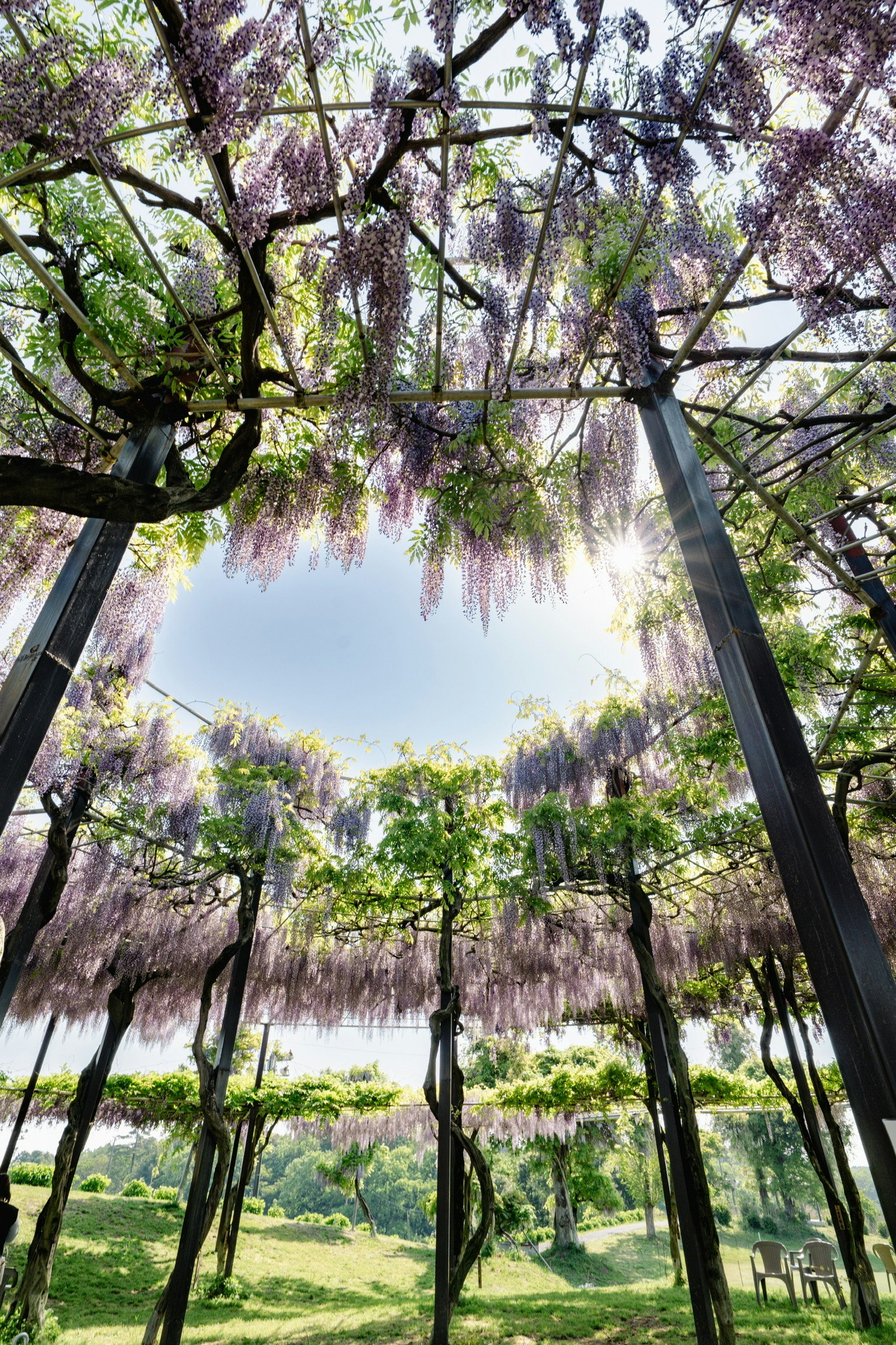 Vue depuis le dessous des arbres de glycine avec des fleurs violettes