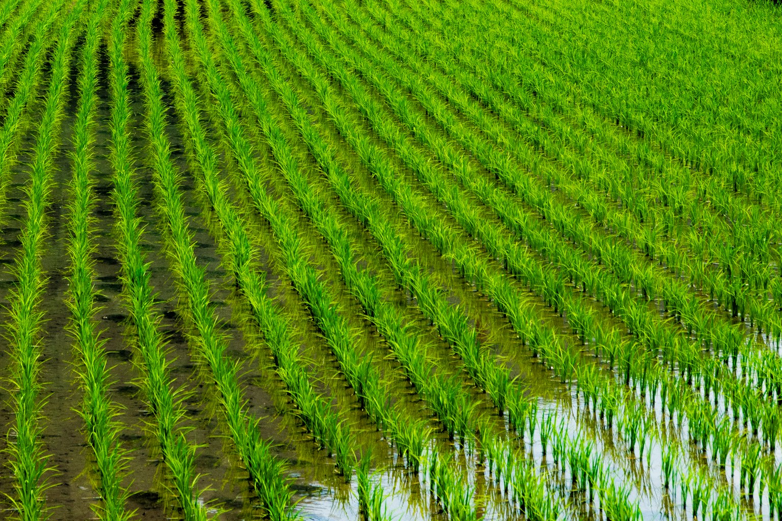 Landscape of neatly planted rice paddies with vibrant green rice