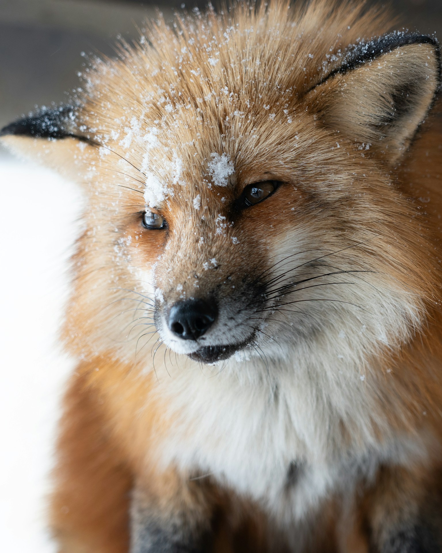 photo-q0UxSQPr3MbeNX7fXVvT-image