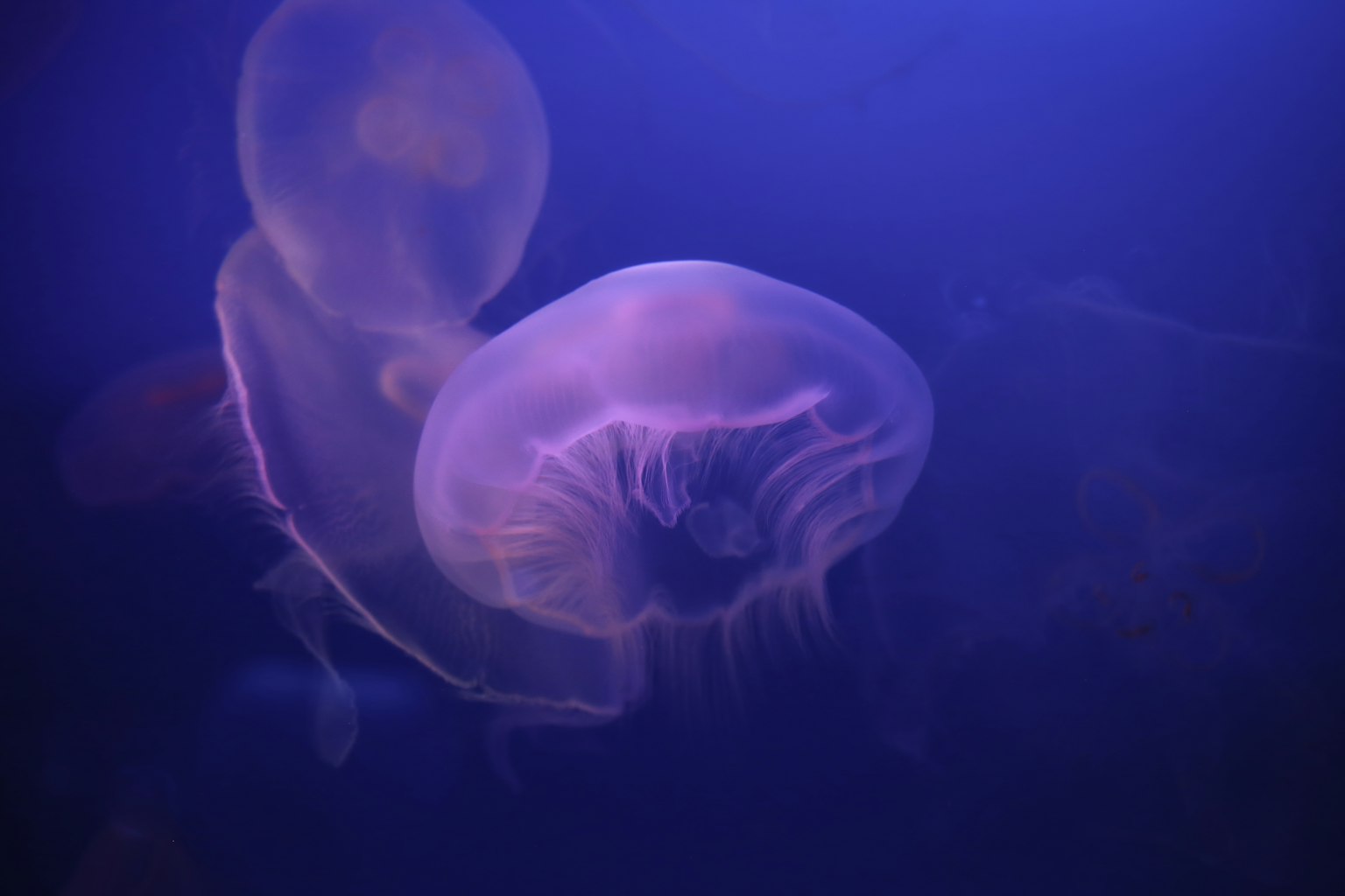 一對水母在深藍色水中漂浮