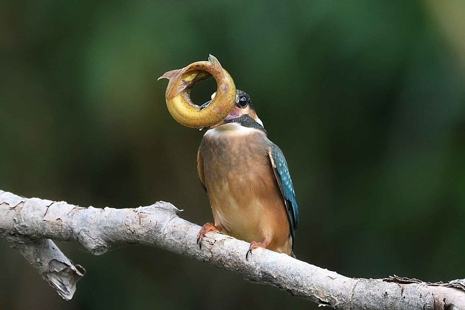 A kingfisher perched on a branch holding a round fish