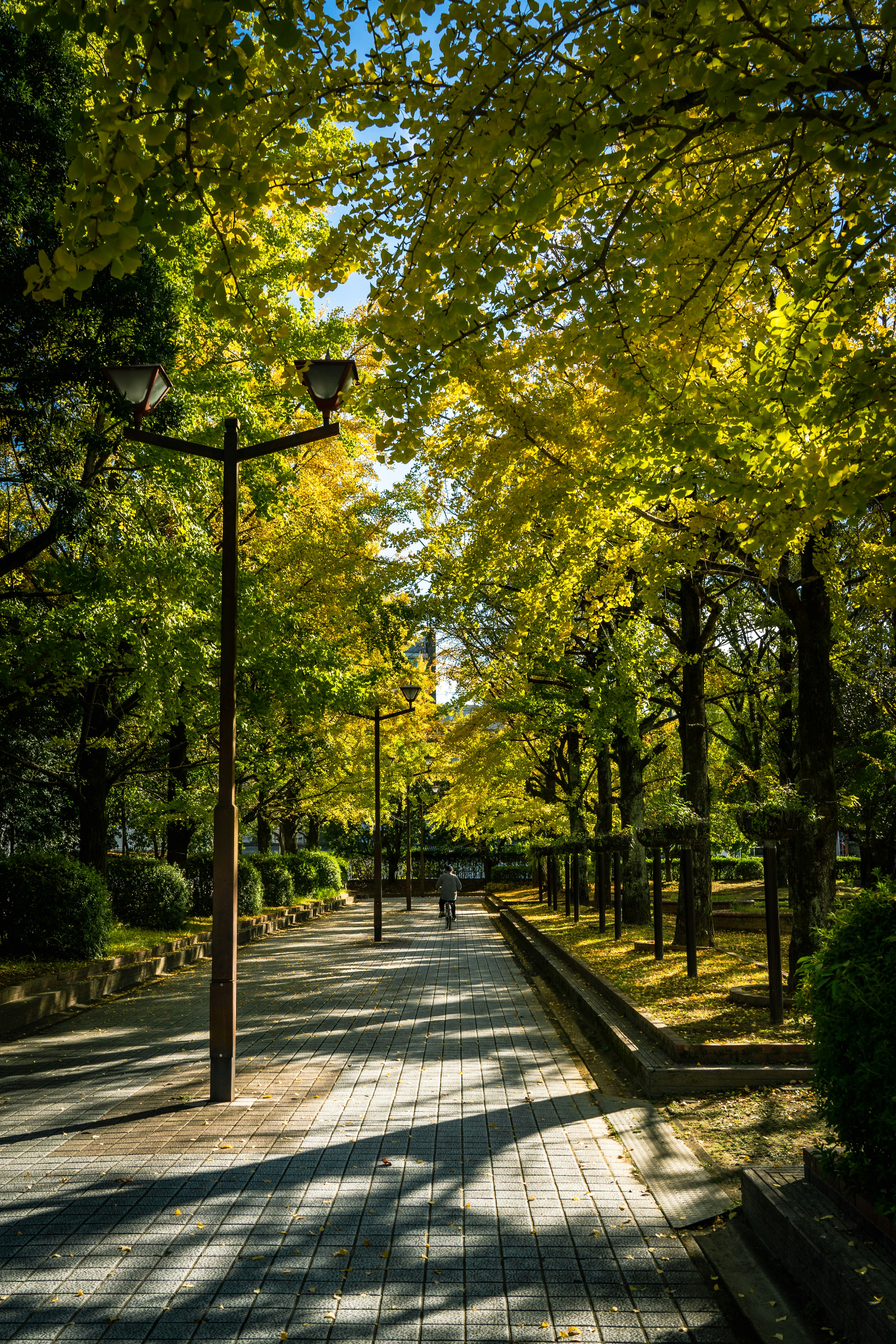 並木道を照らす木漏れ日の遊歩道