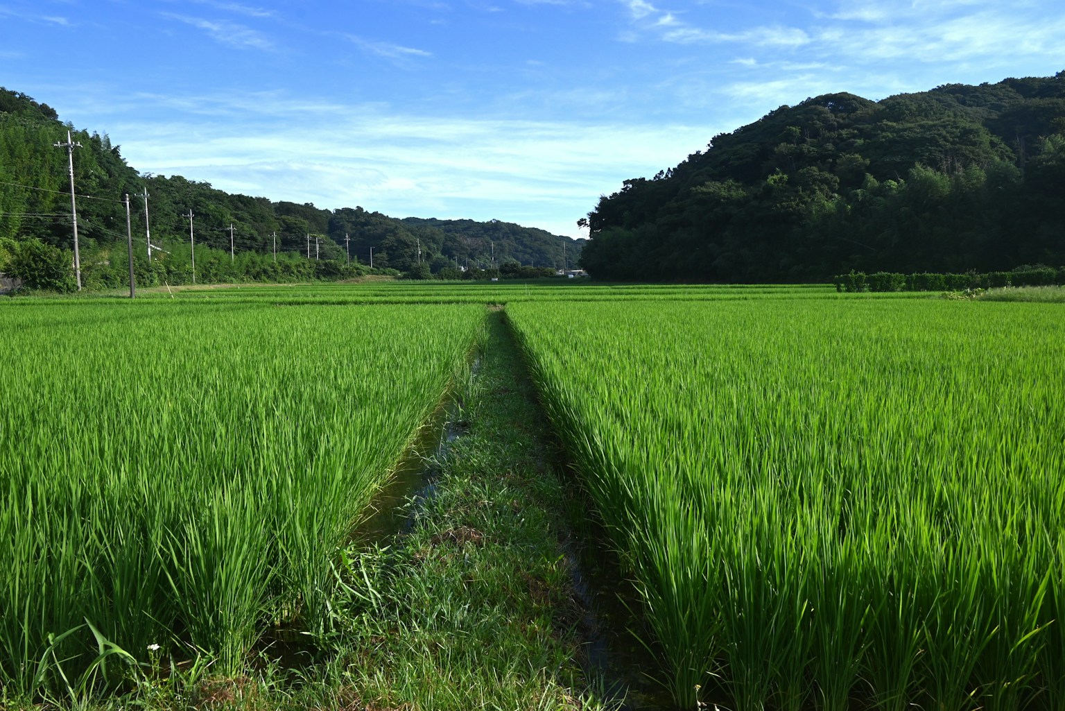 郁郁蔥蔥的稻田在藍天和遠處的山丘下
