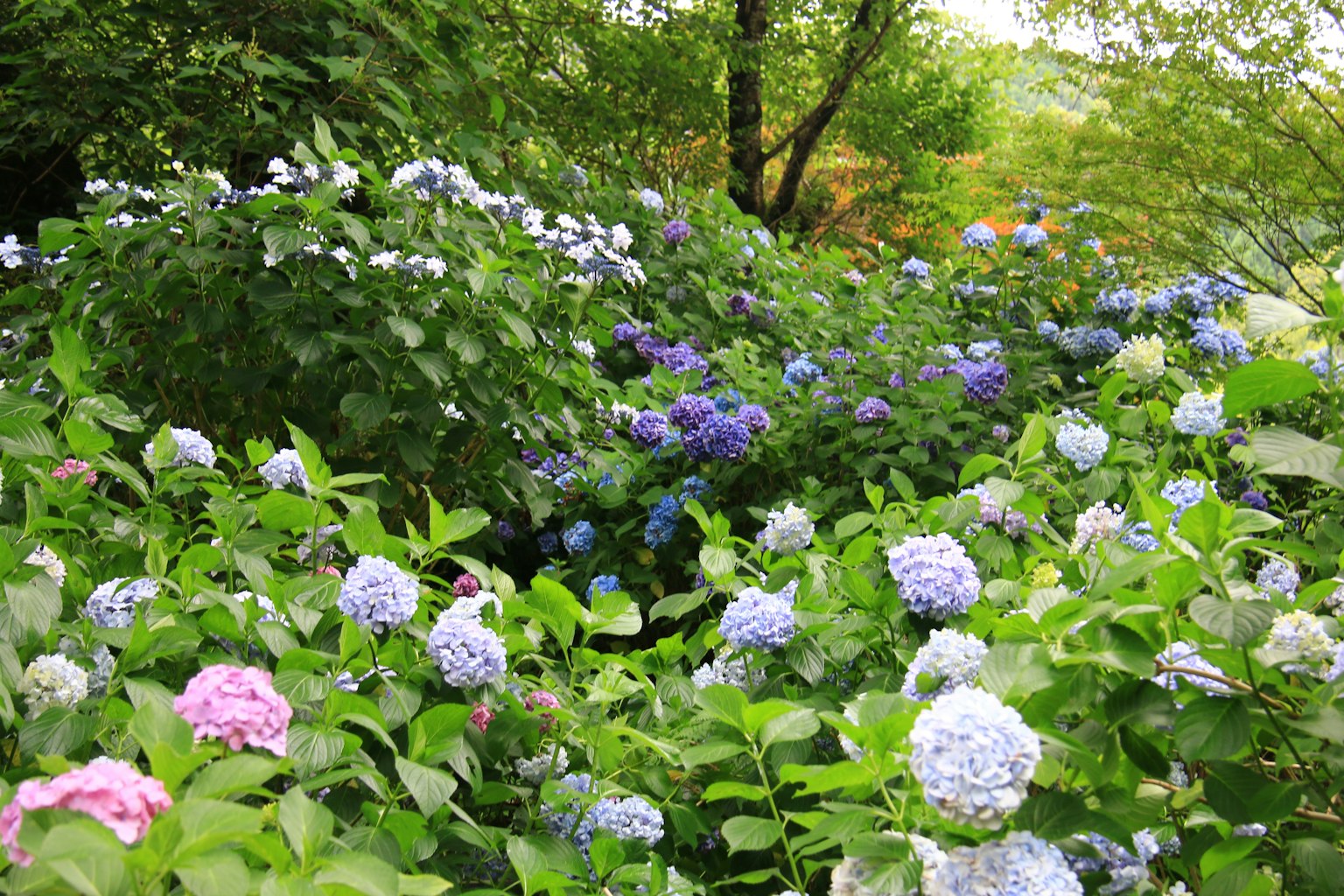 A vibrant garden filled with blooming hydrangeas in various colors