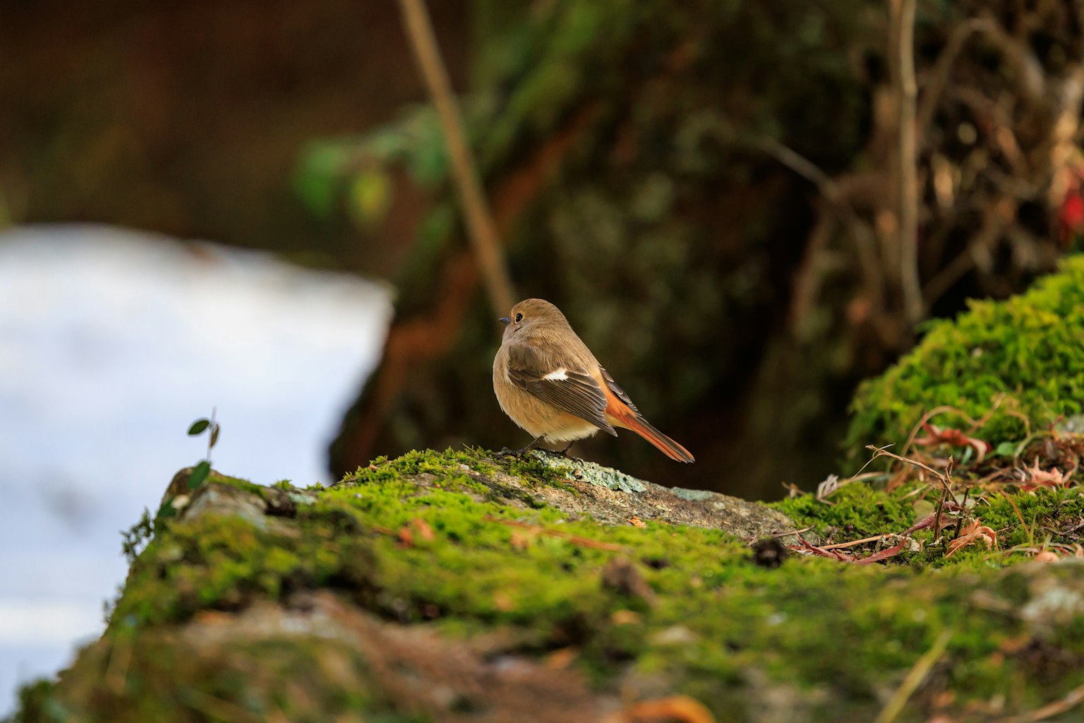 Ein kleiner Vogel, der sich auf einem moosbedeckten Stein abwendet
