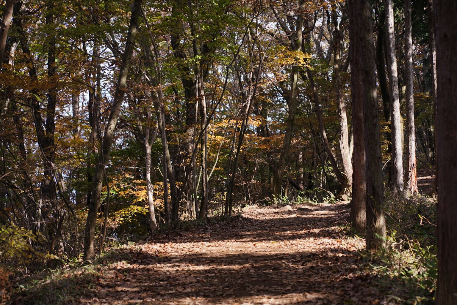 Sentiero forestale autunnale con foglie cadute e alberi colorati