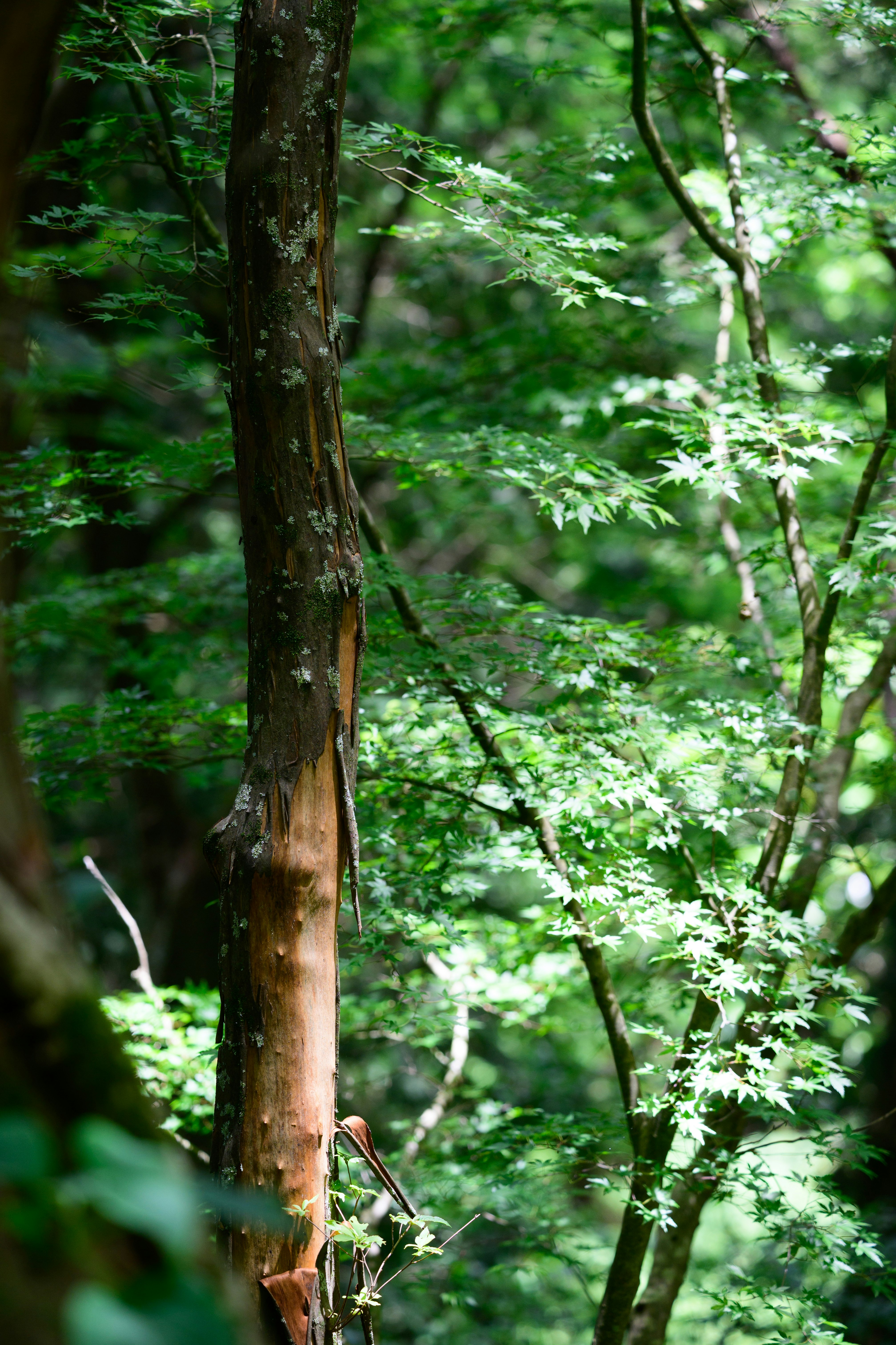 緑の森で木々の幹と若葉が生い茂る風景