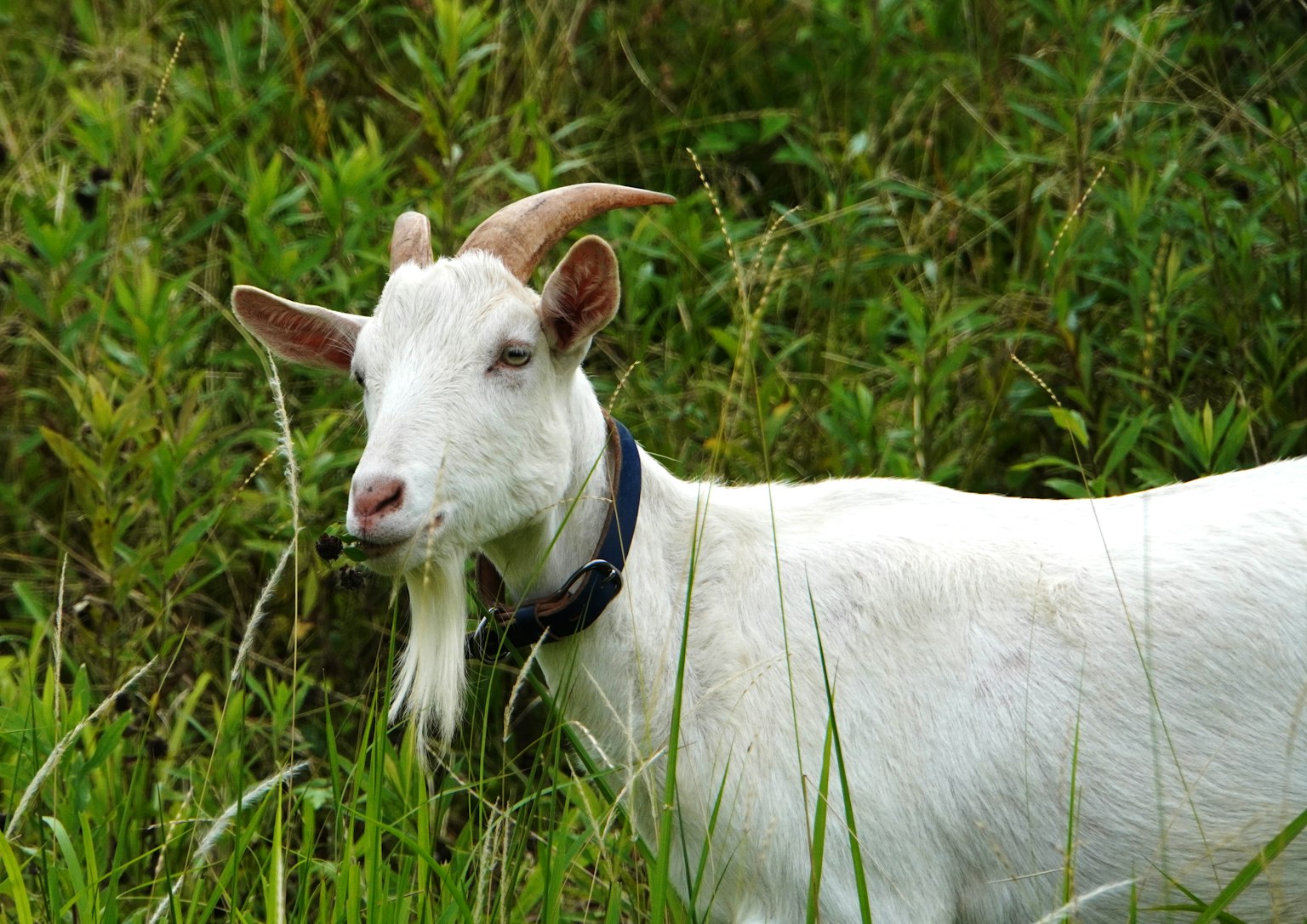 Perfil de una cabra blanca en un campo de hierba