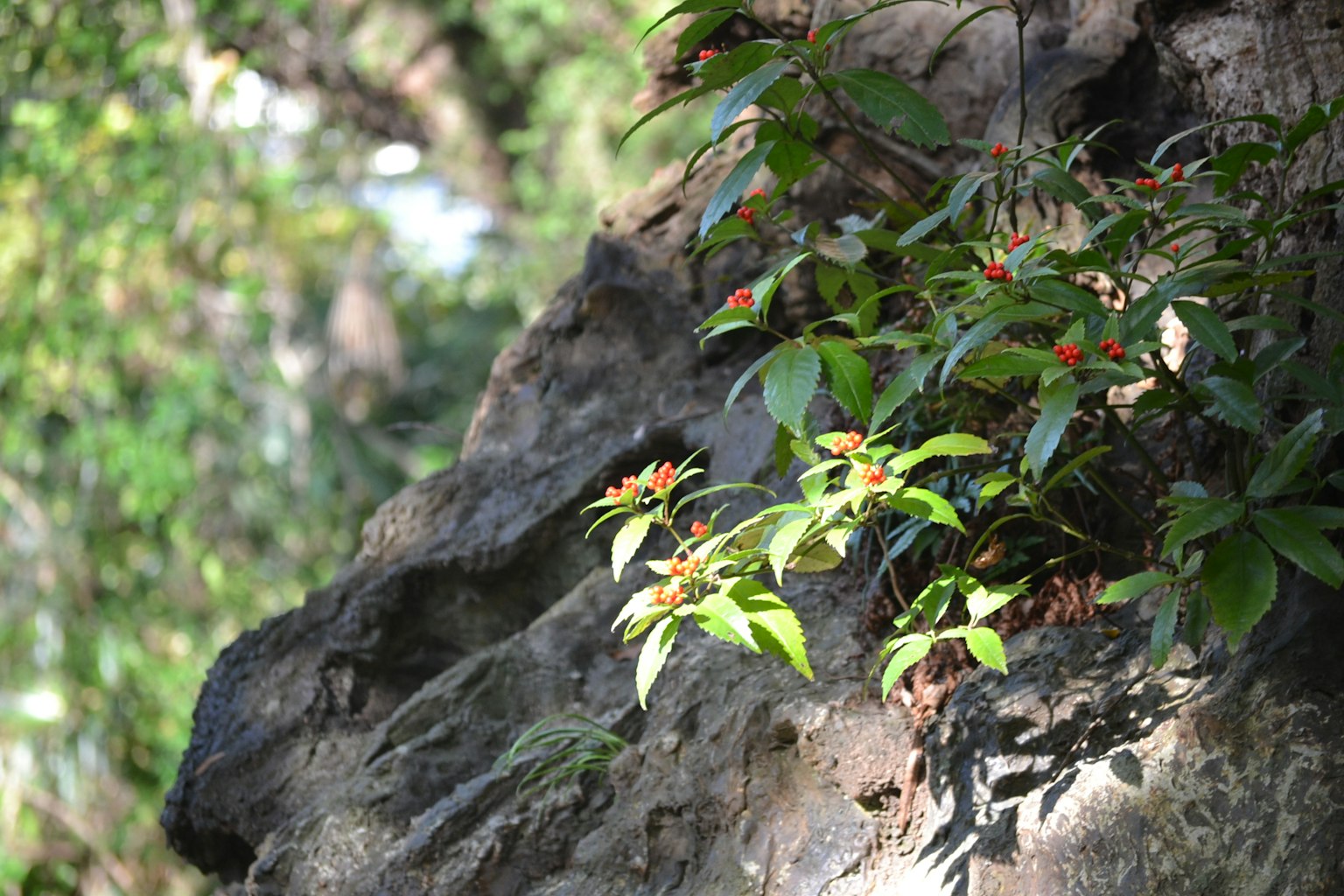 Hojas verdes y flores rojas creciendo en una roca en un paisaje natural