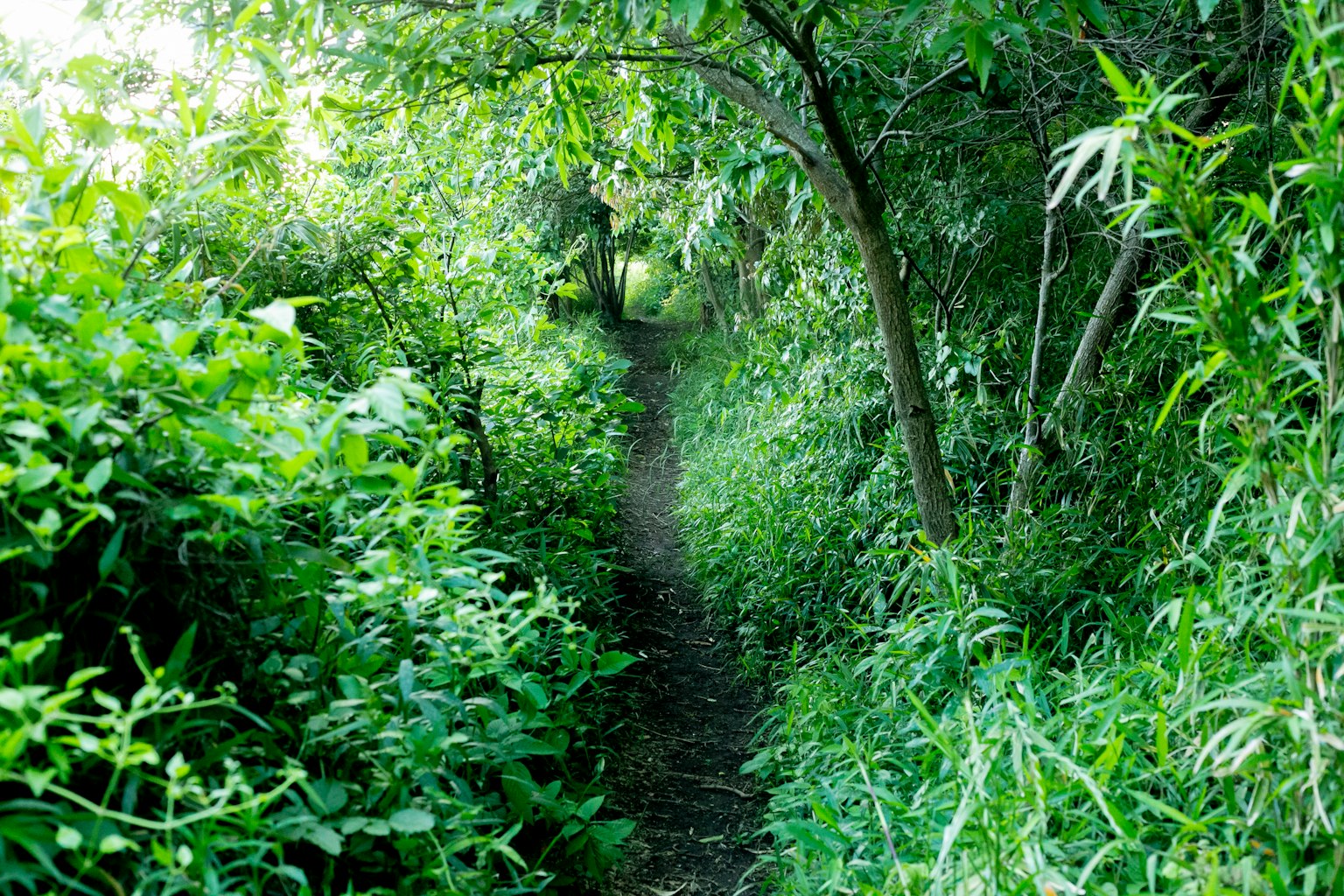 Ein schmaler Weg, umgeben von üppigem Grün und Bäumen