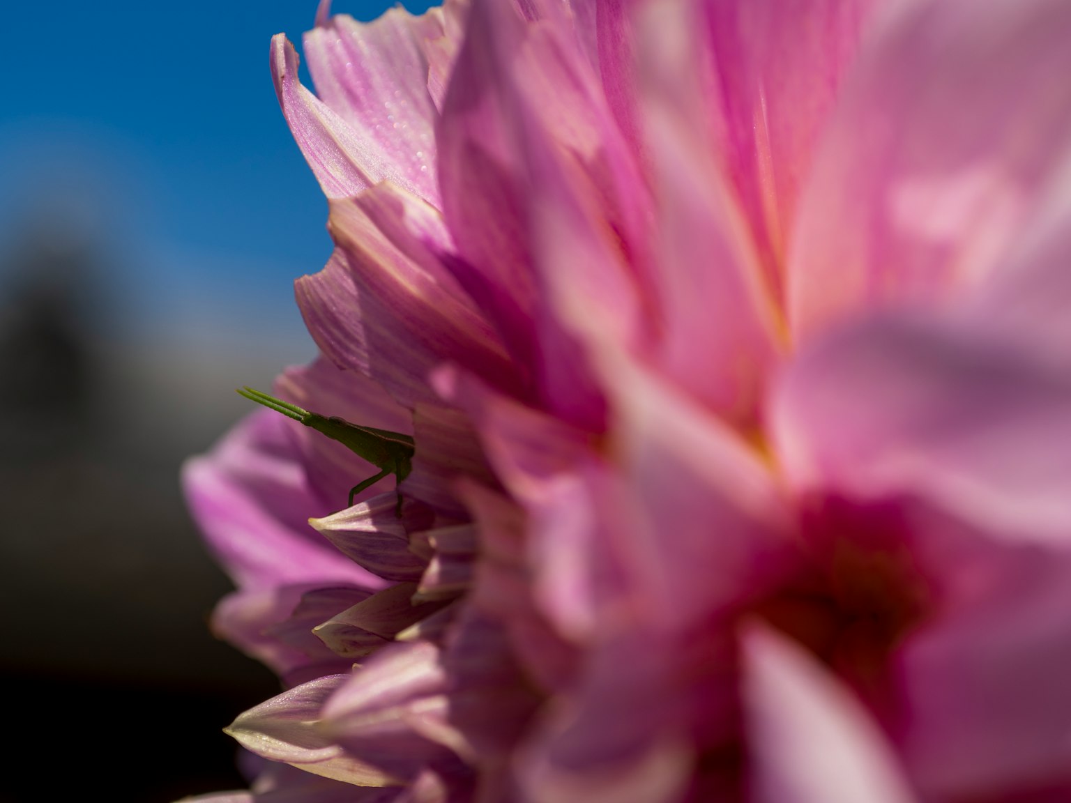 Close-up of pink flower petals against a blue sky background with vibrant colors