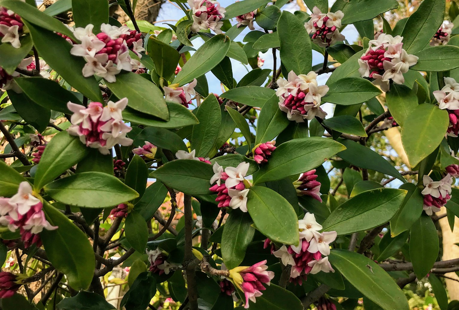 花が咲いた緑の葉を持つ木の枝