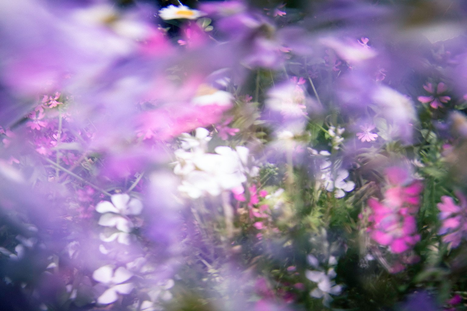 色とりどりの花がぼやけた背景に映る美しい風景