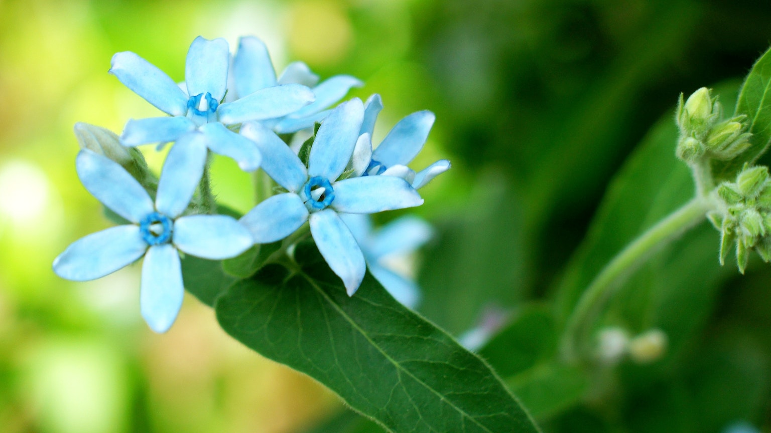 Image of blue flowers near green leaves