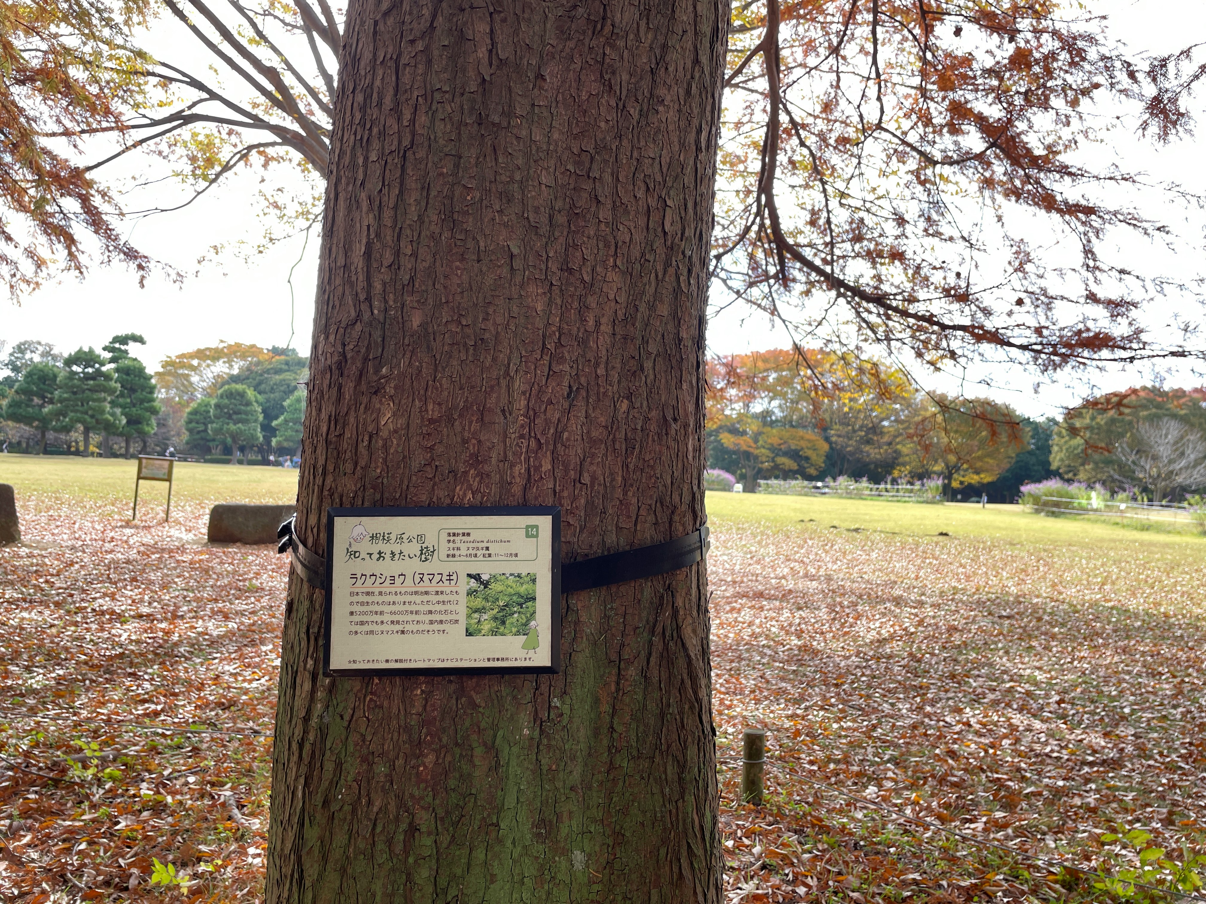 公園の木に掛けられた案内板のある落ち葉の風景