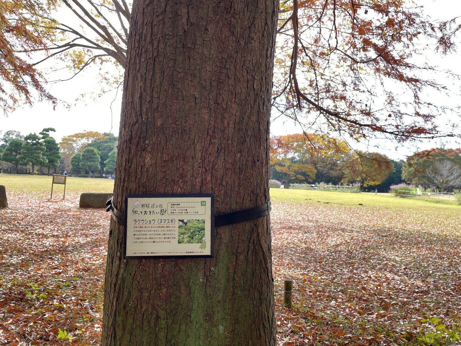 Ein Schild, das an einem Baumstamm in einem Park mit herbstlicher Landschaft befestigt ist