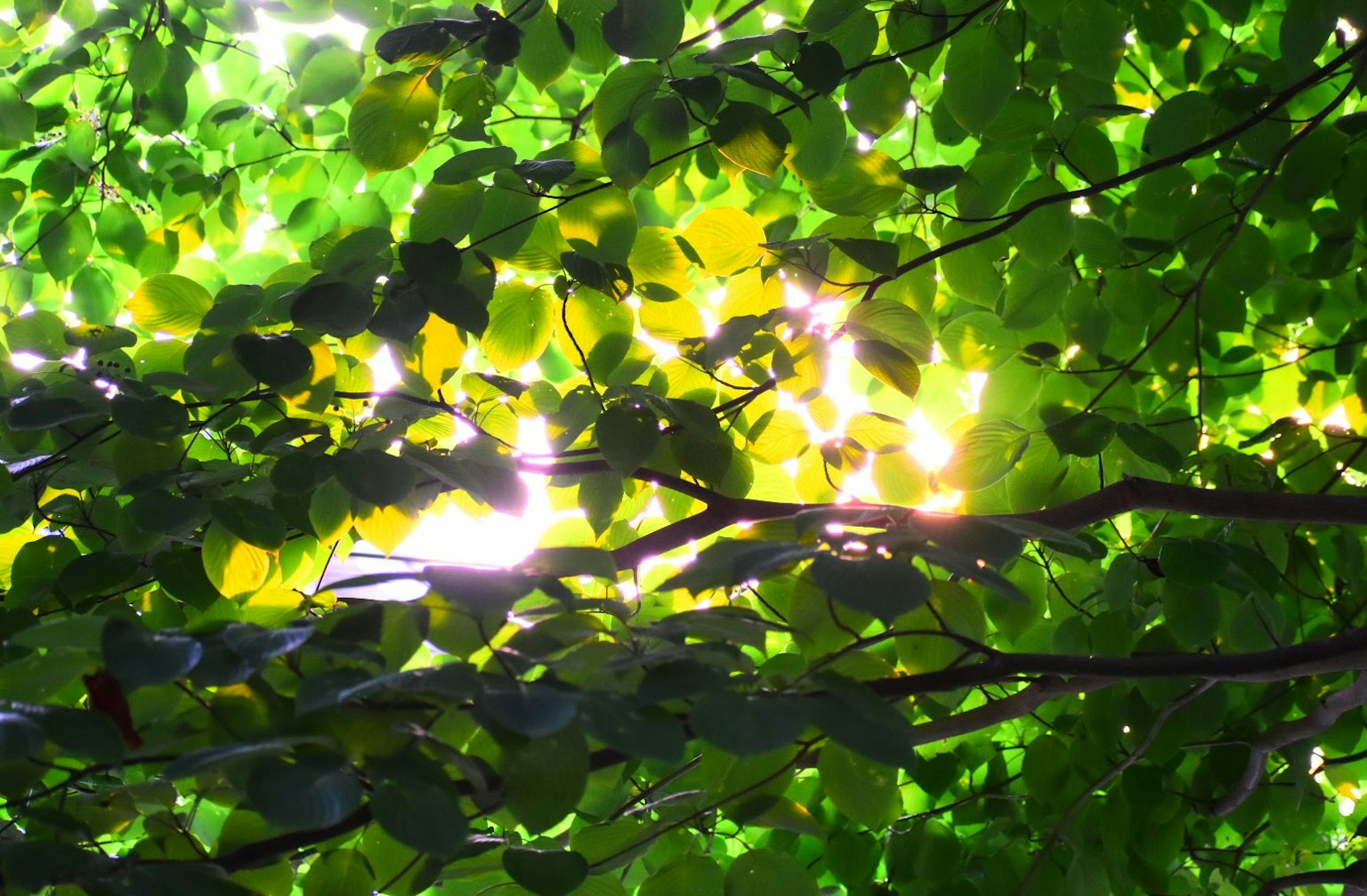 Luce brillante filtrata attraverso foglie verdi vibranti