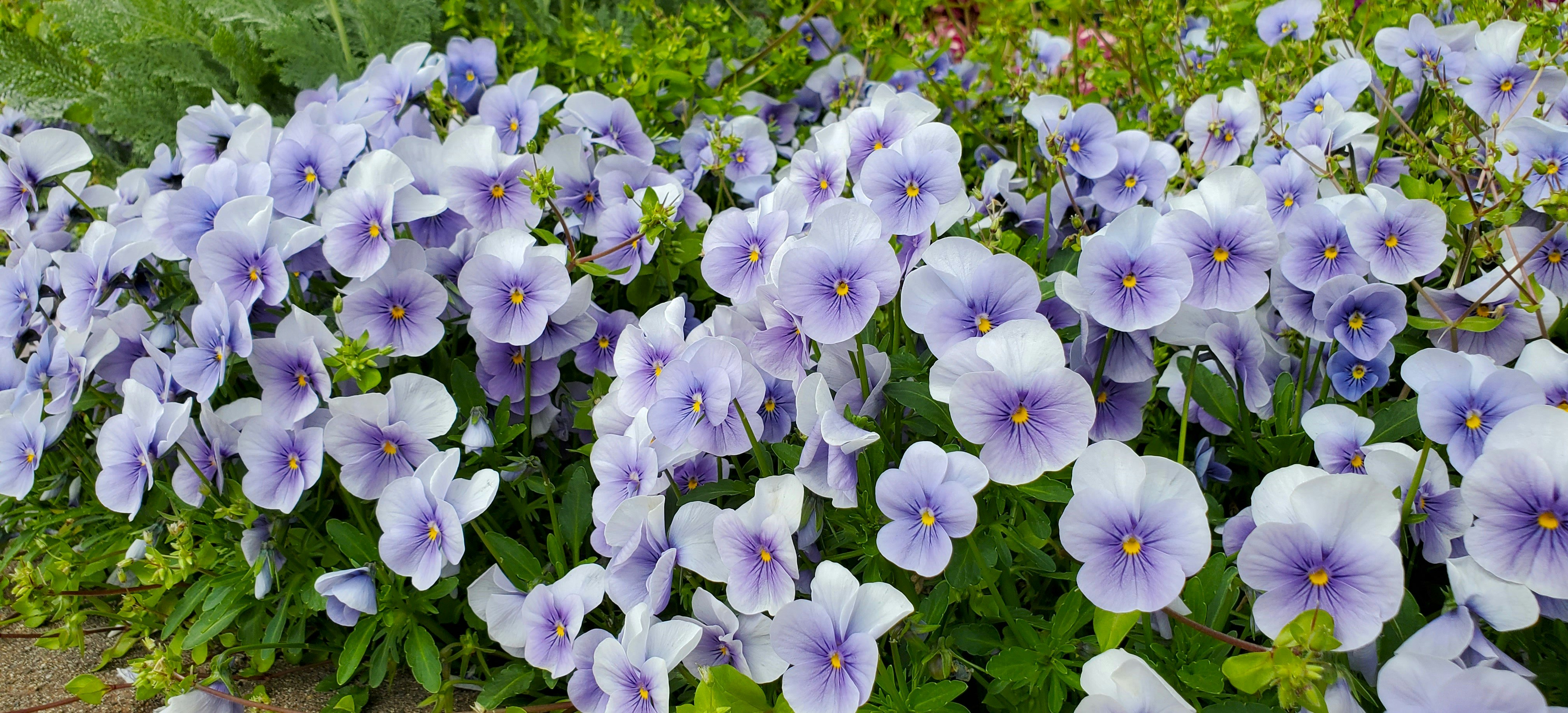 紫の花が群生する花壇のアップ
