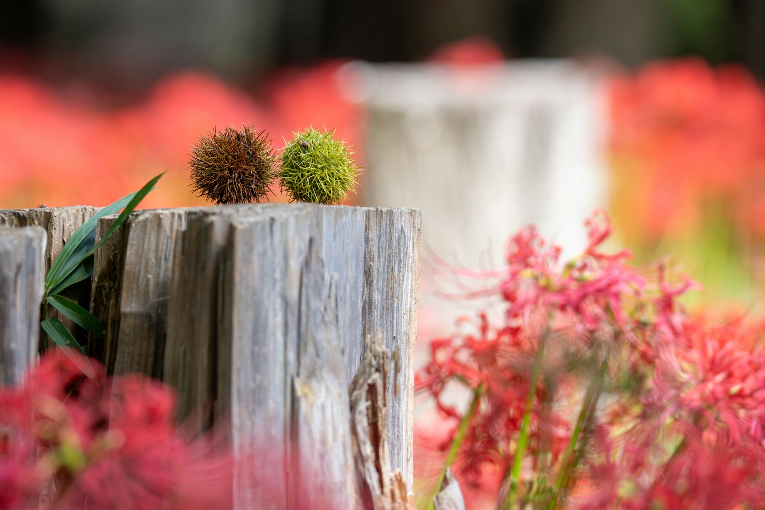 Deux objets sphériques sur une souche en bois avec un fond de fleurs rouges