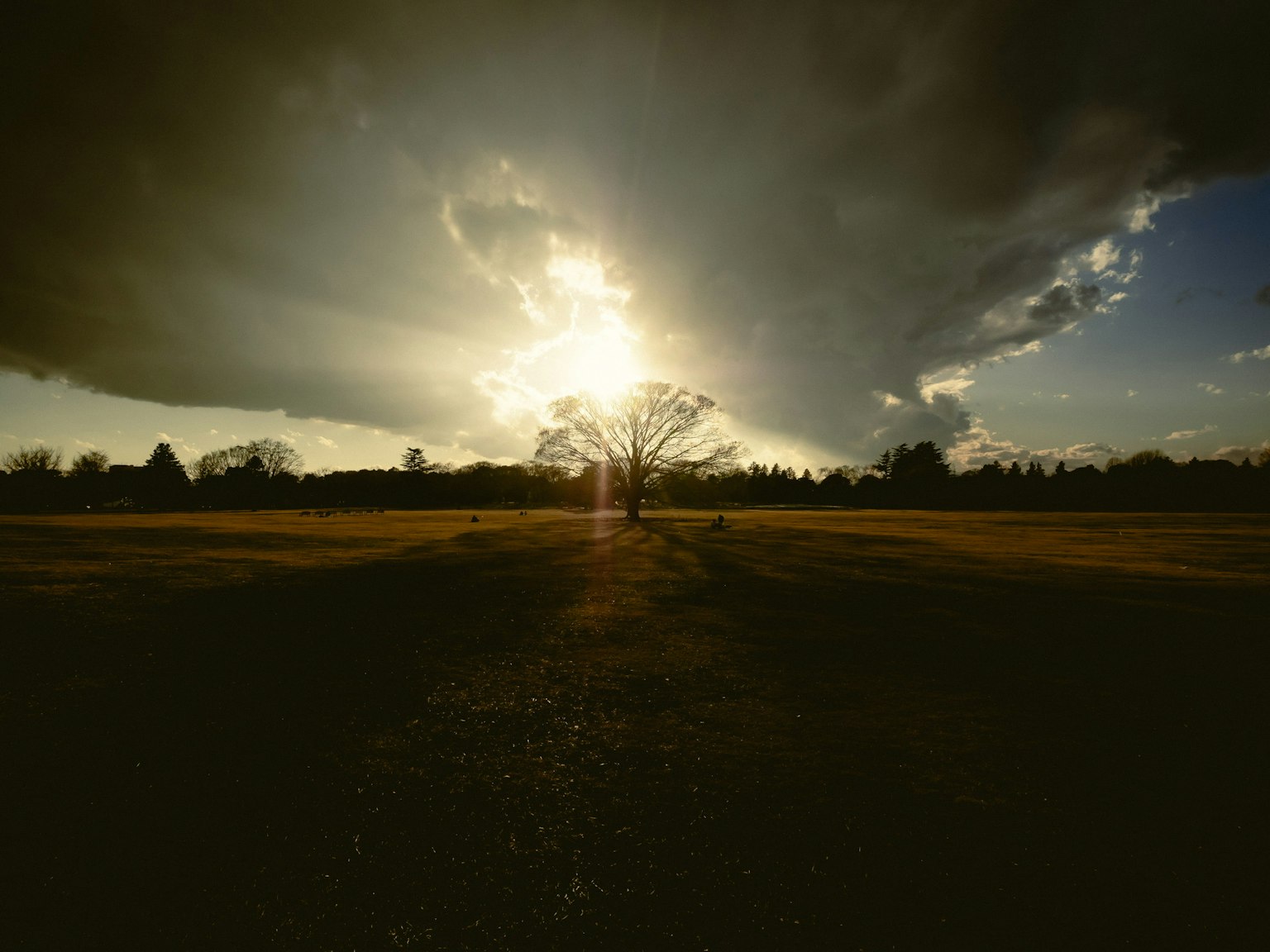 Un arbre solitaire sous un ciel dramatique avec la lumière traversant les nuages