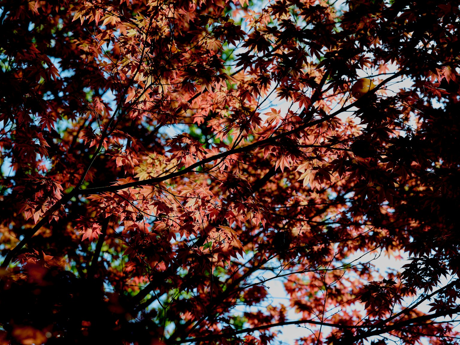 生動的紅色和橙色秋葉與藍天相映襯