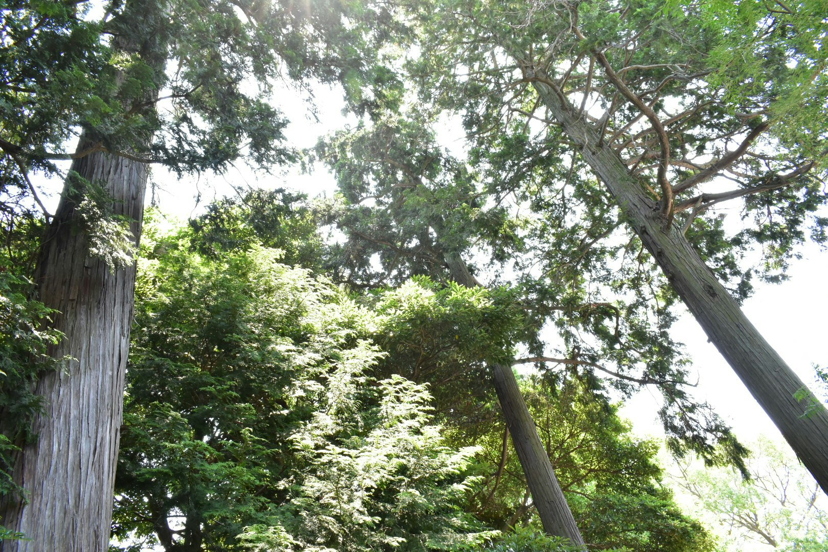 森の木々に射し込む太陽光