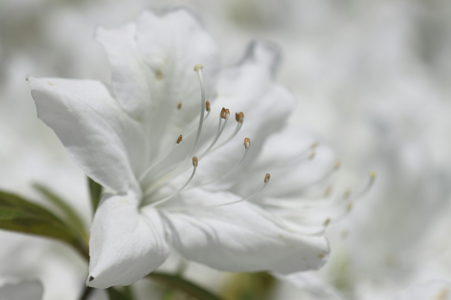 ภาพระยะใกล้ของดอกไม้สีขาวที่มีกลีบดอกที่ละเอียดและเกสร