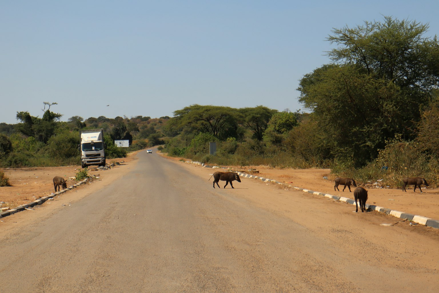 Wildtiere überqueren eine asphaltierte Straße mit umliegendem Grün