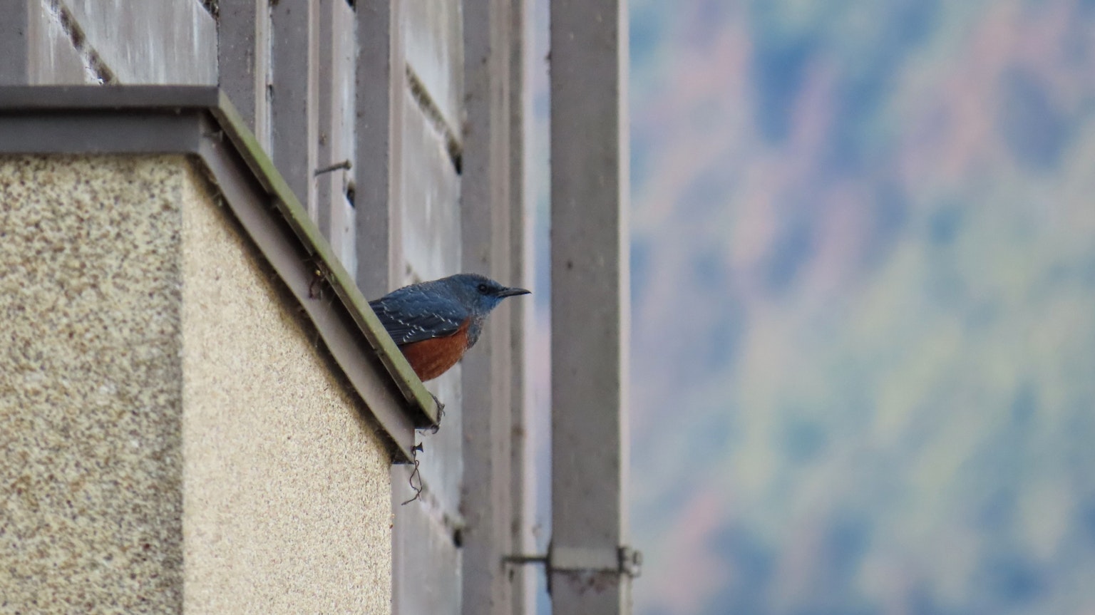 Acercamiento de un pájaro azul posado en el borde de un edificio