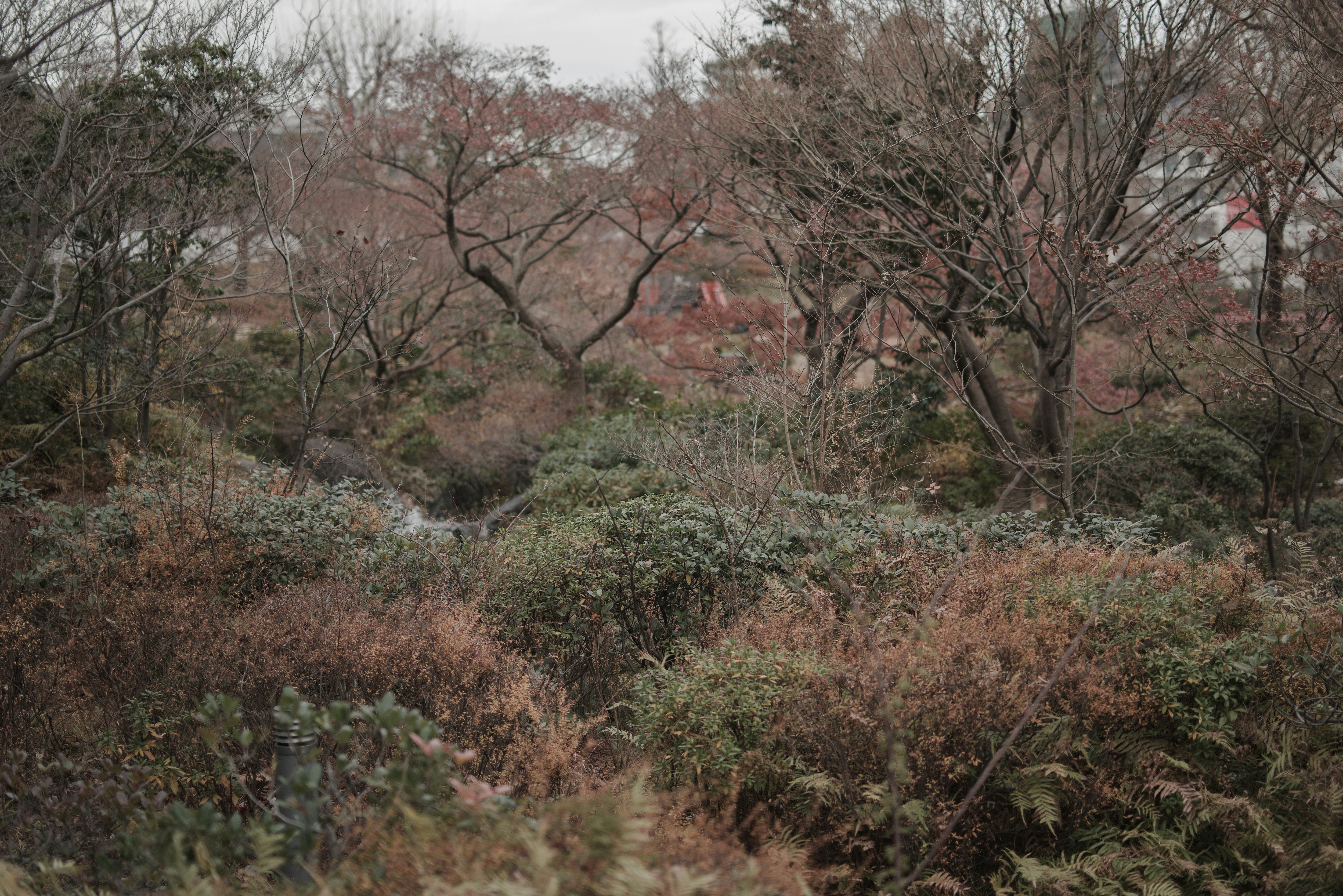 冬の公園の枯れ木と低木のある景色