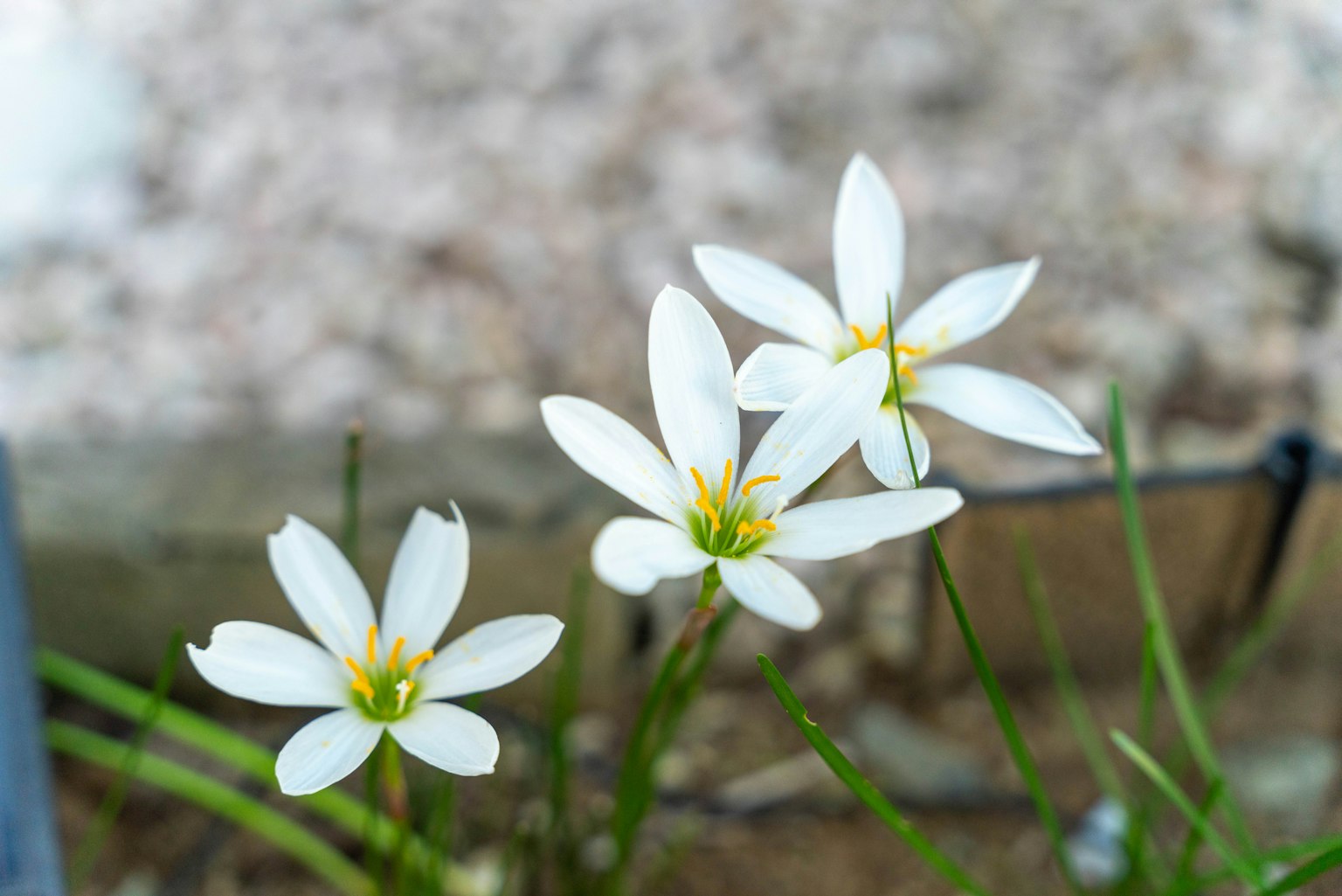 Trois fleurs blanches avec des centres jaunes fleurissant parmi des feuilles vertes