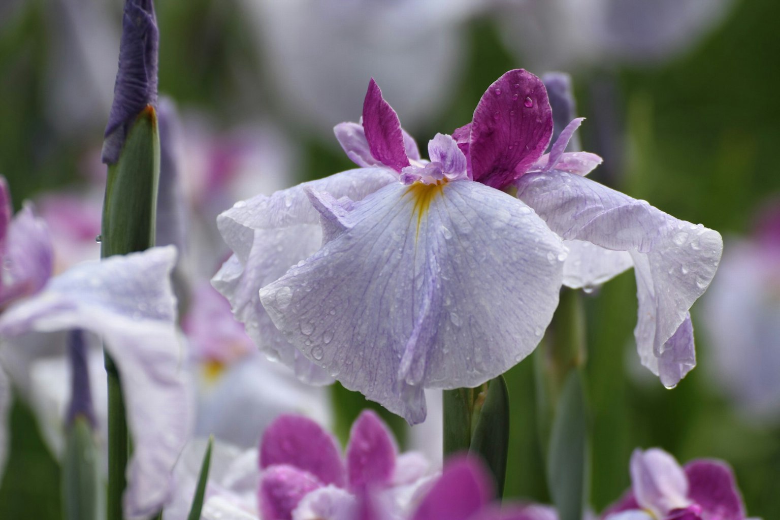 Weiße Irisblüte mit lila Blütenblättern, die mit Tropfen bedeckt sind