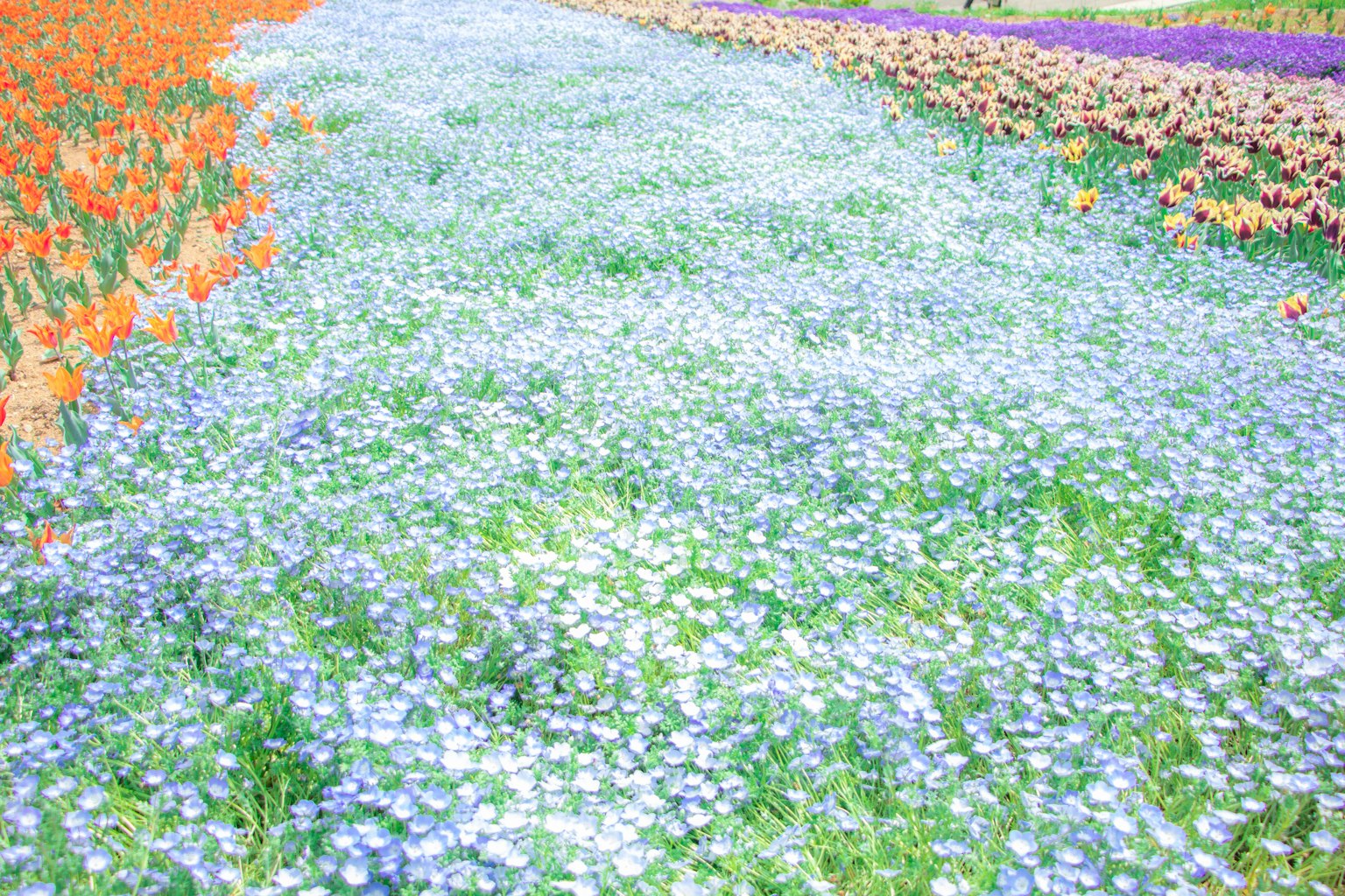 Champ de fleurs vibrantes avec des tulipes orange et des fleurs bleues