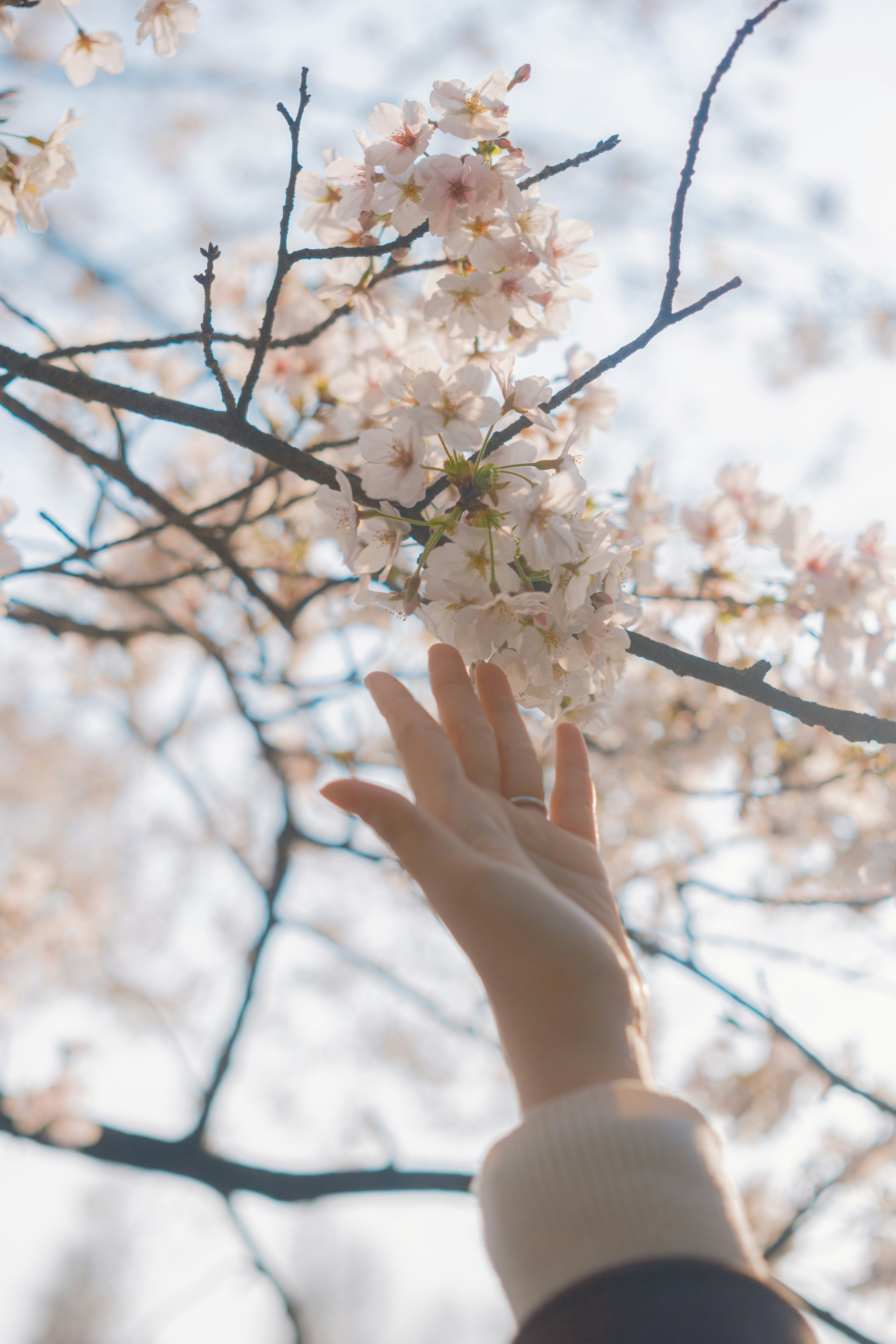 桜の花と手を伸ばす人物のある春の枝先