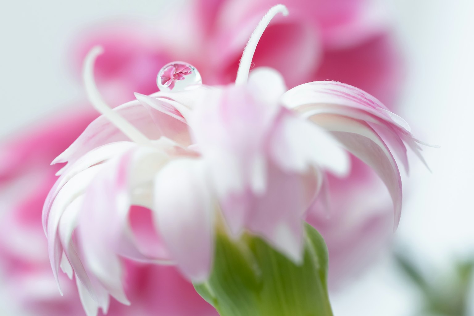 Gros plan d'une belle fleur rose pâle avec une goutte d'eau scintillante