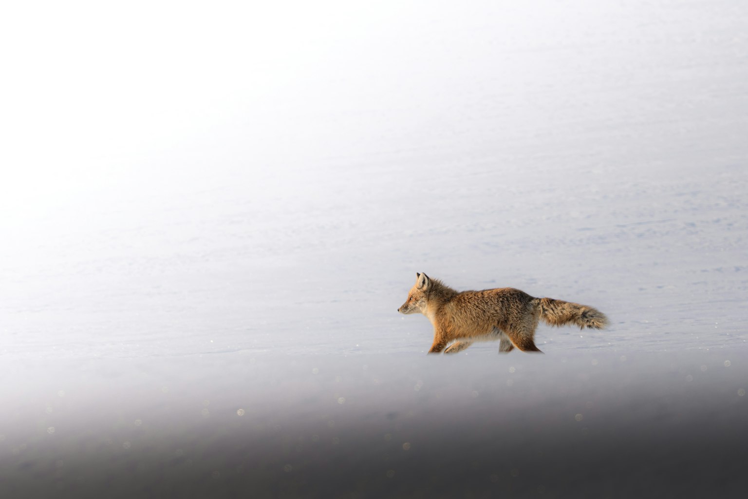 A fox walking across a snowy landscape with a white background