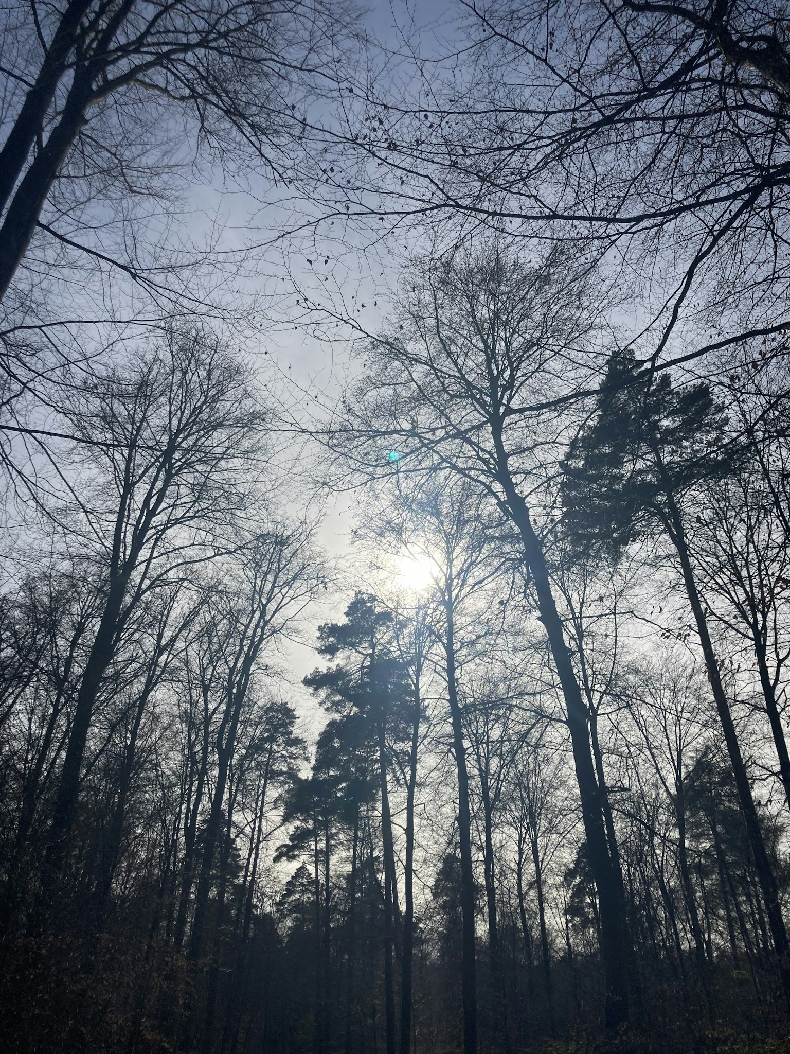 Soleil brillant visible à travers les arbres sous un ciel bleu dégagé