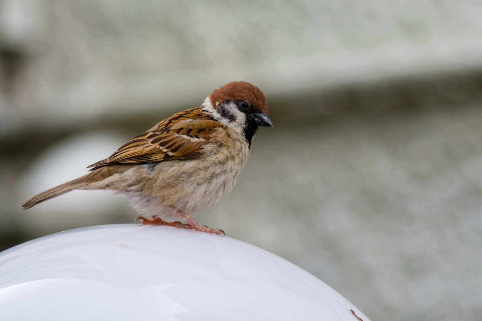 Un piccolo uccello posato su una sfera bianca